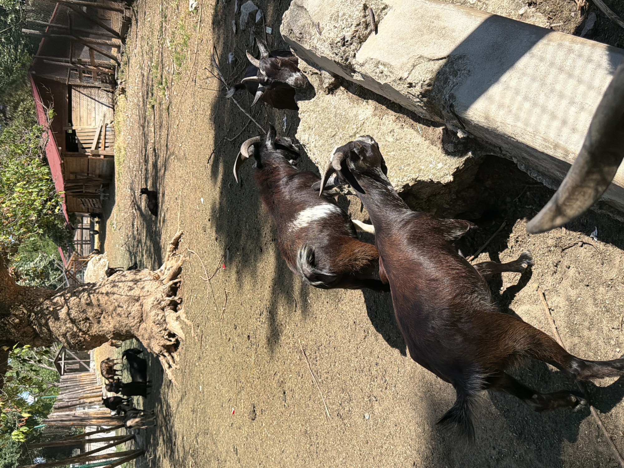 The image depicts an outdoor scene at a goat enclosure, possibly a petting zoo or small farm, in the city of Pazardzhik, Bulgaria. The ground is dry and dusty, with patches of dry grass and scattered sticks. In the foreground, three goats are visible. The closest goat is a dark brown, with a black face and tail, and it is positioned with its hindquarters towards the viewer. Behind it and to the left, a second goat is seen from the side. This goat is a mix of dark brown and white, with a prominent white stripe running down its flank. Its head is turned to the left, and it appears to be looking at something out of frame. To the right of these two goats, and slightly further back, a third goat is partially visible, its head peeking over a large, rough-textured concrete structure. This goat is dark brown with white markings on its face. In the background, several other goats are scattered around a large, gnarled tree. Some are standing, while others are lying down or grazing. Further back, a rustic wooden structure with a red roof is visible, appearing to be a small barn or shelter. A wooden fence encloses part of the area. The overall impression is a somewhat unkempt but functional animal enclosure bathed in bright sunlight.