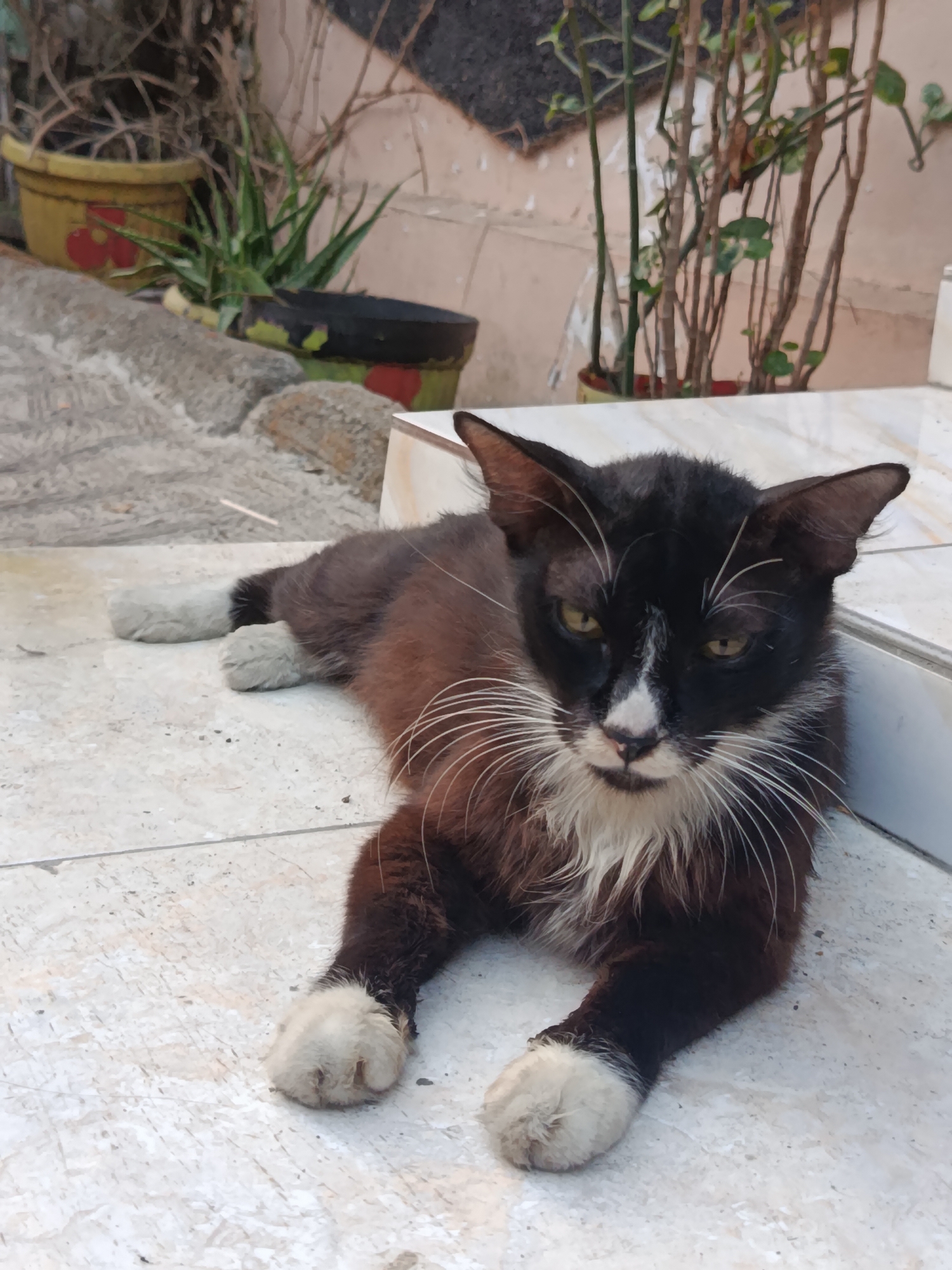 A black and brown cat with white paws and a white patch on its face lies on a tiled floor. The cat is looking at the camera with yellow eyes. In the background, there are potted plants and a textured wall. The scene appears to be an outdoor area.