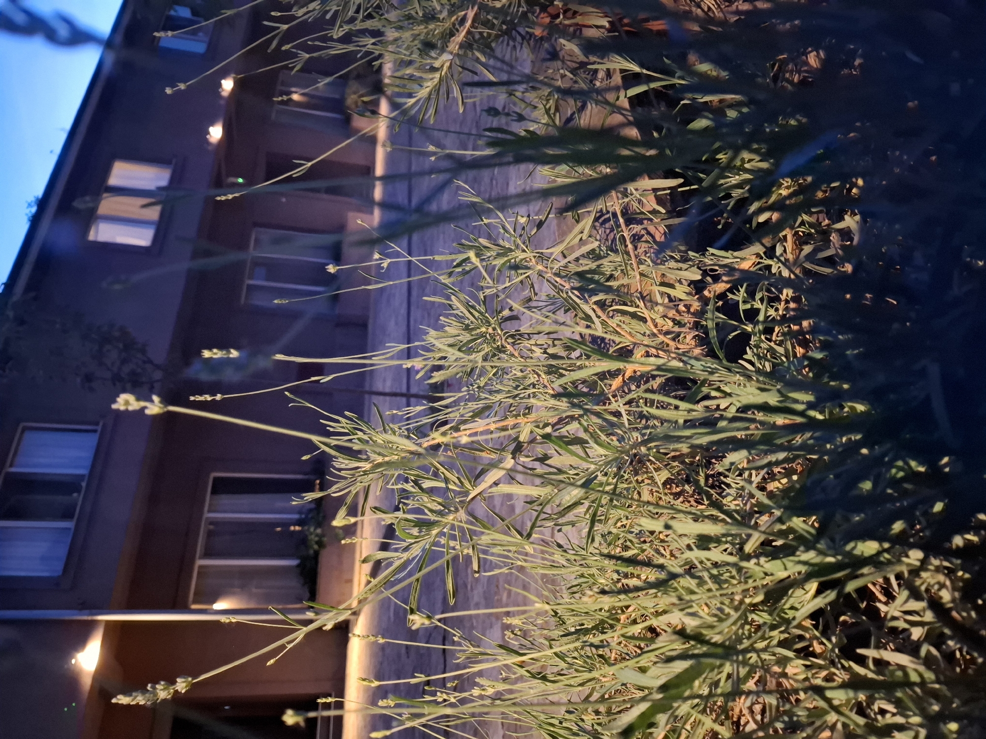 An outdoor scene captured at night or dusk, focusing on a large, leafy plant in the immediate foreground. The plant, resembling lavender with its narrow green leaves and small, light-colored buds, is brightly illuminated by an unseen light source from the right, casting warm yellow and orange hues across its foliage and creating prominent shadows.
In the midground and background, a multi-story building with a dark, muted facade is visible. Several rectangular windows, some reflecting interior light or the faint blue of the twilight sky, are scattered across its surface. A sliver of the dark blue sky, indicating evening or night, can be seen in the upper left corner. Artificial light sources are faintly visible on the building's exterior, adding to the nighttime ambiance. No people or specific activities are depicted, giving the scene a still and tranquil quality. The overall setting suggests an urban environment, specifically in Zemun Urban Municipality, Serbia. No visible text is present in the image.