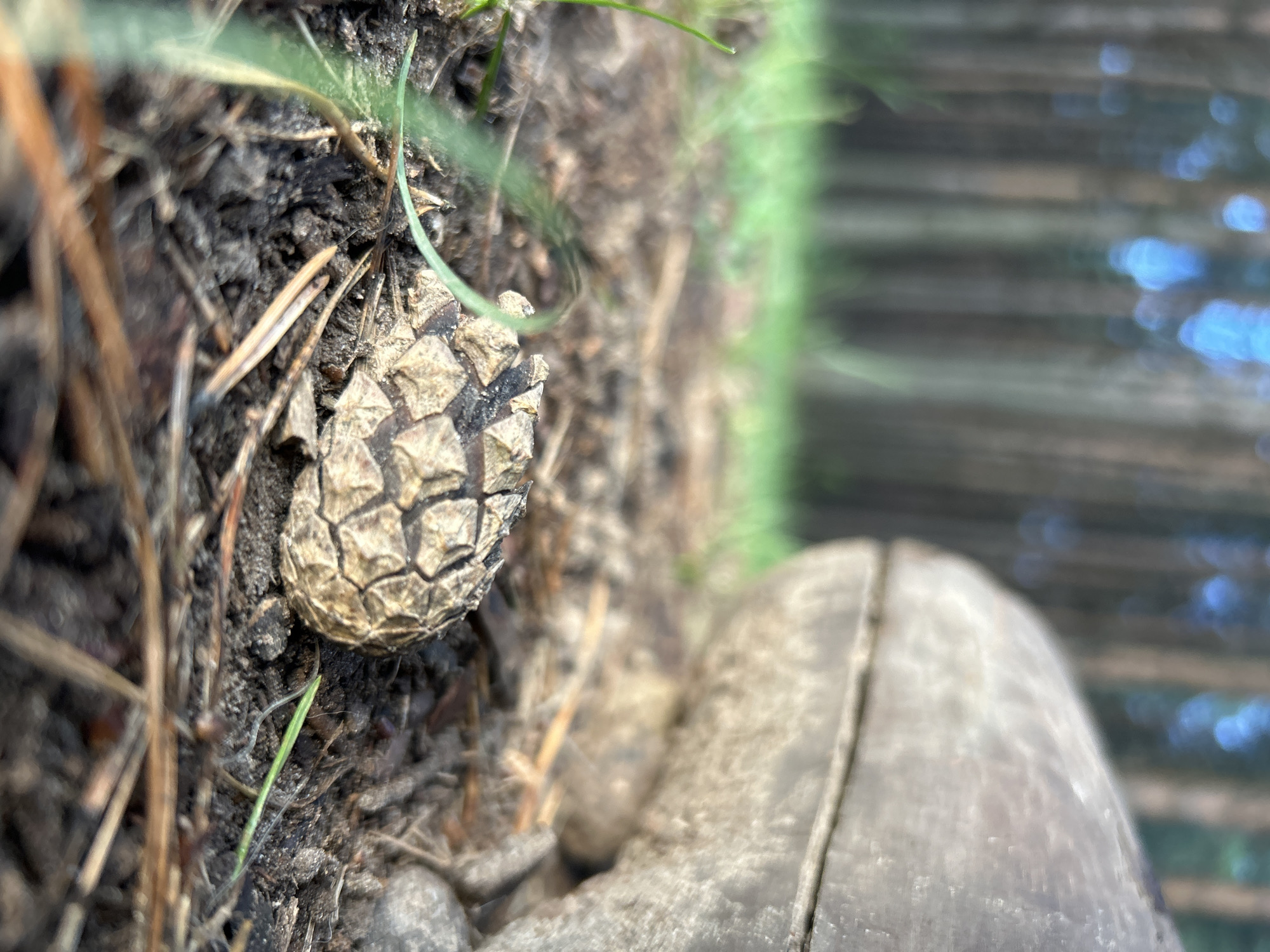 The image is a close-up, low-angle shot of a pinecone lying on the ground in a forest. The pinecone is in focus, displaying its textured scales. In the foreground, a blade of grass is visible. In the background, the trunks of pine trees are blurred, with patches of blue sky and green foliage visible between them. To the right of the pinecone, a portion of a large, gray object, possibly a shoe or boot, is also in focus. The ground appears to be covered in soil, pine needles, and small pebbles. The lighting suggests it is daytime, with sunlight filtering through the trees. The scene is outdoors in a natural environment, likely a forest area. There are no people or animals visible in the image. The location is the city of Chaikovsky, Russia, which is known for its surrounding pine forests and proximity to the Kama River.