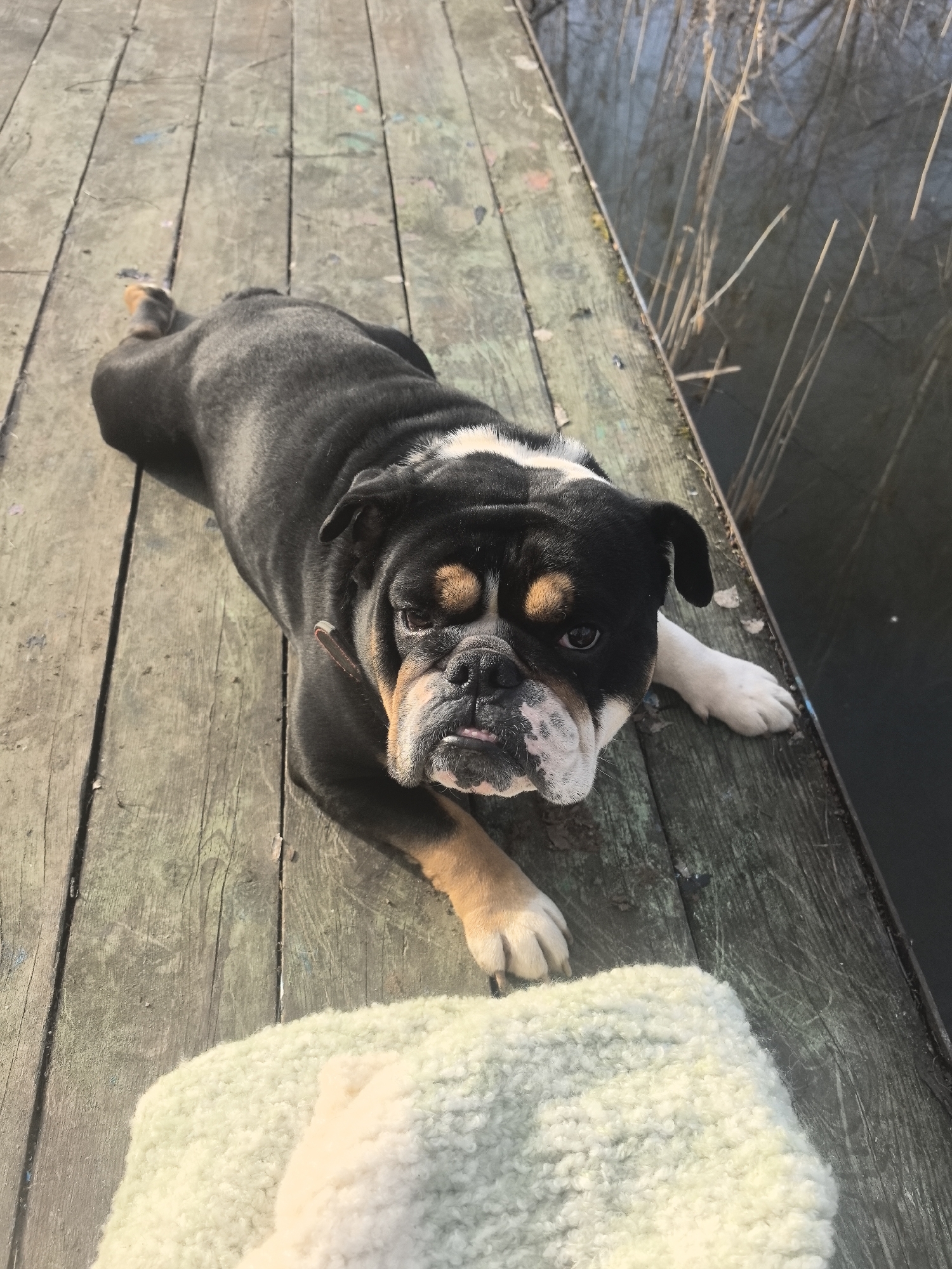 A black and tan bulldog lies on a weathered wooden deck next to a body of water, likely a lake or river. Reeds or tall grasses grow along the edge of the water. A light-colored fluffy rug or blanket is partially visible near the bottom of the image. The location is unknown.