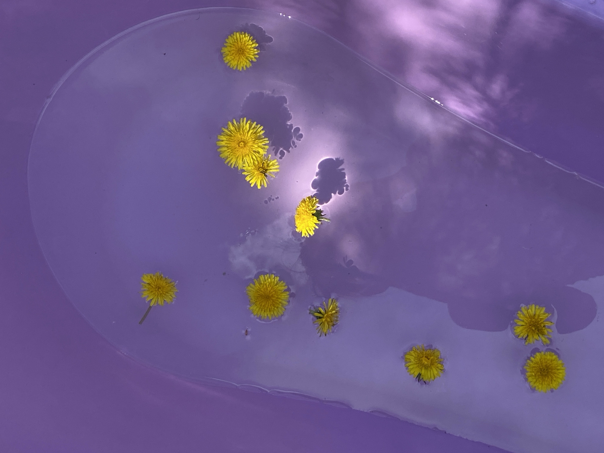 The image shows yellow dandelions floating in purple liquid within a purple basin. Sunlight reflects off the liquid's surface, creating brighter patches and indistinct shadows. The scene appears to be indoors, potentially a bathtub or similar vessel. The image does not contain any information to support that the location is in Tyumen, Russia.
