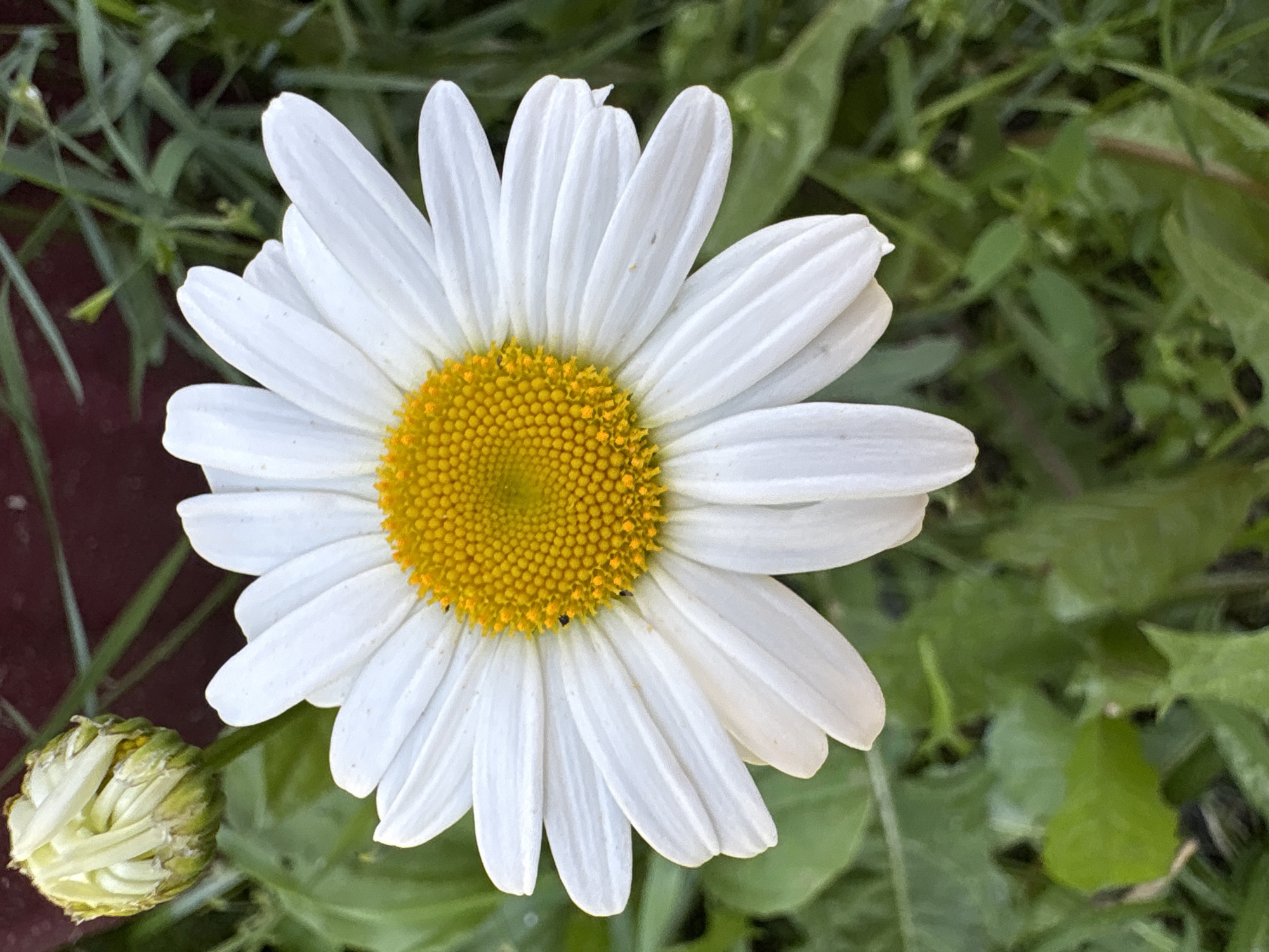 A close-up, top-down view of a single daisy flower is presented. The daisy, with its white petals and bright yellow center, is the primary subject. To the upper left, a closed daisy bud is visible. The background consists of green foliage, suggesting an outdoor setting. There is no indication of a specific location within Ветлужский, Russia, or any human presence.