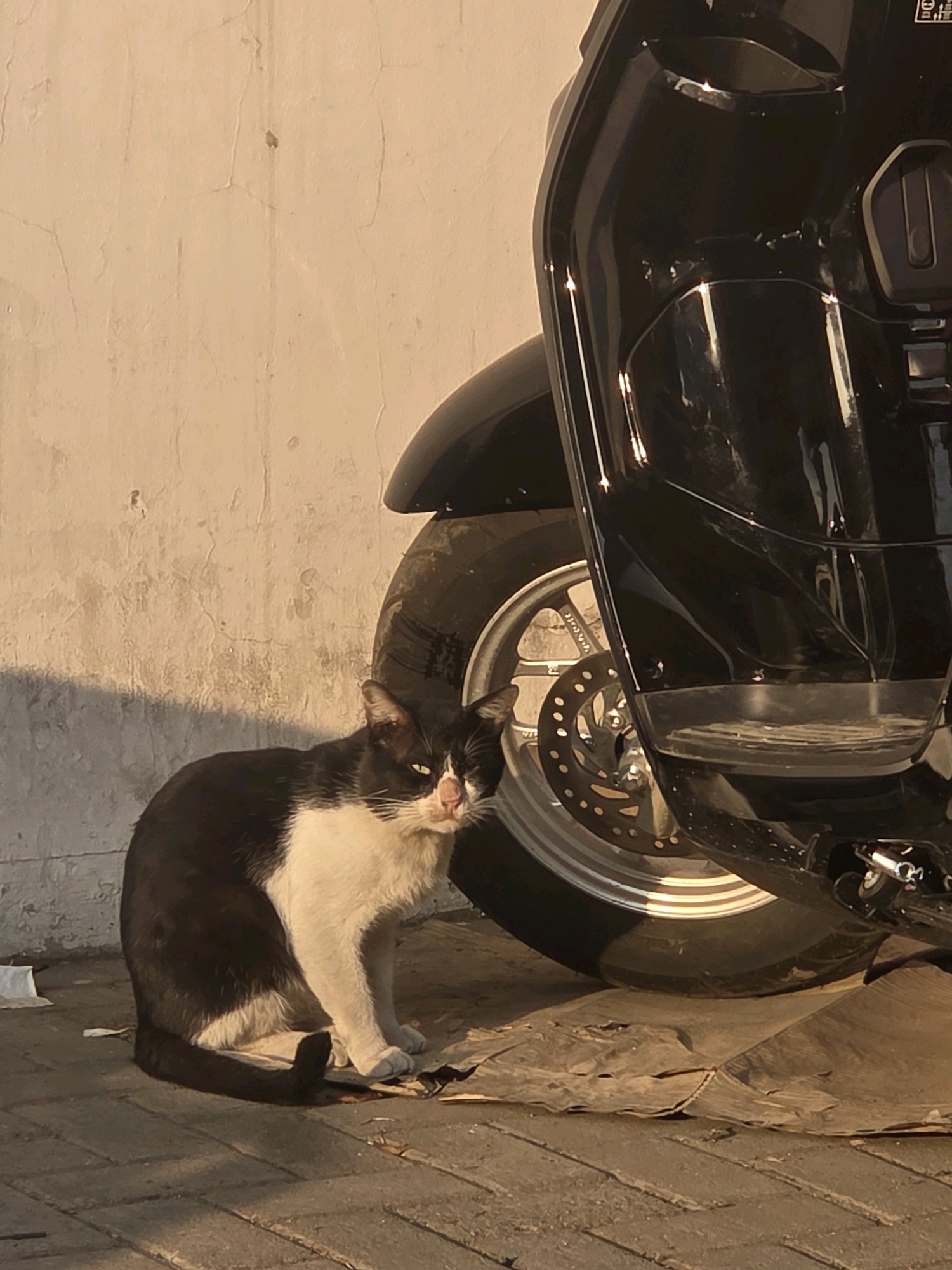 A black and white cat sits on a brick-paved ground next to a parked motorcycle. The cat is facing the camera with its mouth slightly open, revealing its pink tongue. The motorcycle is black and shiny, with a silver rim on its rear wheel. The background is a textured, light-colored wall, and the scene is lit by the warm glow of what appears to be late afternoon sun. There is some discarded paper and debris on the ground. The location is identified as Bojongsoang, Indonesia.