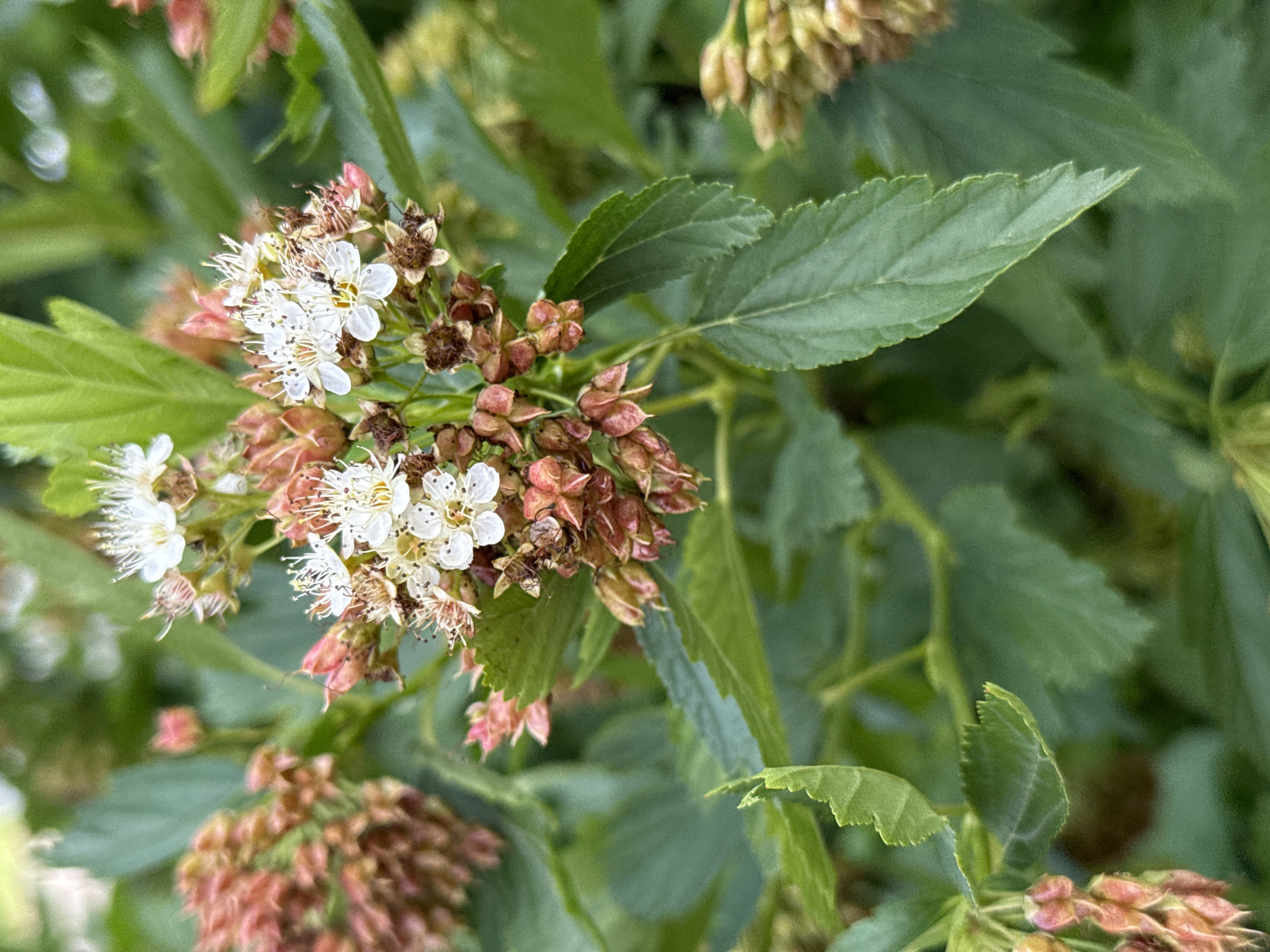 A close-up, eye-level, outdoor shot captures a cluster of white flowers with prominent stamens, set against a backdrop of blurred green leaves. The flowers are small and delicate, with a star-like appearance. Some of the flowers are in bloom, while others are in various stages of development, appearing as brown seed pods. The lighting is natural, creating soft shadows and highlighting the textures of the petals and leaves. The focus is sharp on the flowers in the center of the frame, with the surrounding foliage softly out of focus, creating a shallow depth of field. There are no people or discernable man-made objects in the image. The scene is devoid of any signs of human activity, suggesting a natural or garden setting.