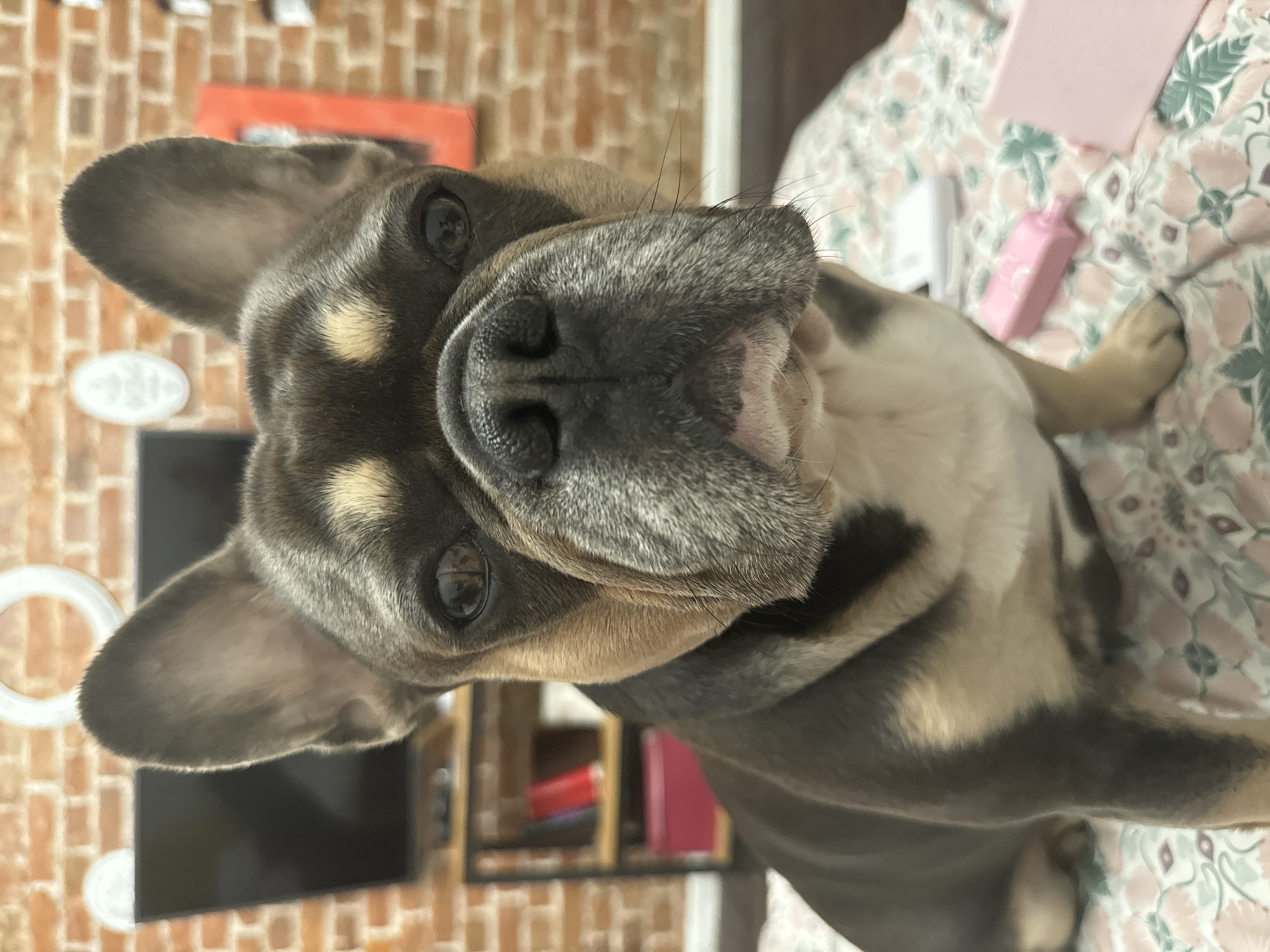 A close-up, eye-level medium shot shows a fawn and brindle French Bulldog sitting on a bed with a floral-patterned comforter. The dog is facing the camera, with its head slightly tilted to its left. Its large, dark eyes are looking directly at the viewer. The dog has large, erect ears and a characteristic flat, wrinkled muzzle. Its fur is a mixture of dark brown and tan. In the background, a brick wall is visible, with a shelf unit holding various items, including books and decorative objects. A television screen is mounted on the wall. Several small pink objects are scattered on the comforter in the foreground, including what appears to be a small bottle and a rectangular box. There are no people or animals other than the French Bulldog in the image. The scene appears to be indoors, likely a bedroom or living area.