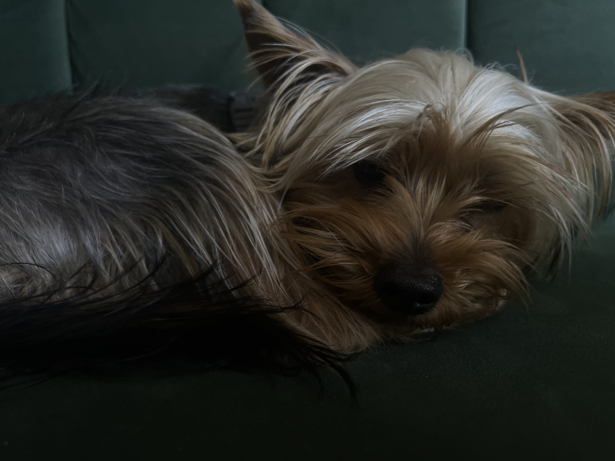 A Yorkshire Terrier dog lies on a dark green upholstered surface, likely a couch or chair. The dog is positioned on its side, with its head resting near the right edge of the frame. Its fur is a mix of tan and grey, with longer blonde fur around its face. The dog's eyes are partially closed, suggesting it is resting or sleeping. The background is a solid, dark green color, consistent with the upholstery. There is no visible indication of the dog's location within Ternopil, Ukraine, or any other specific geographic details.