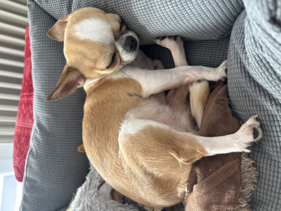 A tri-color Chihuahua, predominantly tan with white markings on its face, chest, and legs, is observed sleeping soundly, curled up within a gray, textured dog bed. Its eyes are closed. A brown, fringed blanket is partially visible beneath the dog's body, along with a light gray plush object. In the background, a white vertical radiator and a red patterned fabric item are discernible, indicating an indoor residential setting. This scene is situated within a private residence in Berlin, Germany.