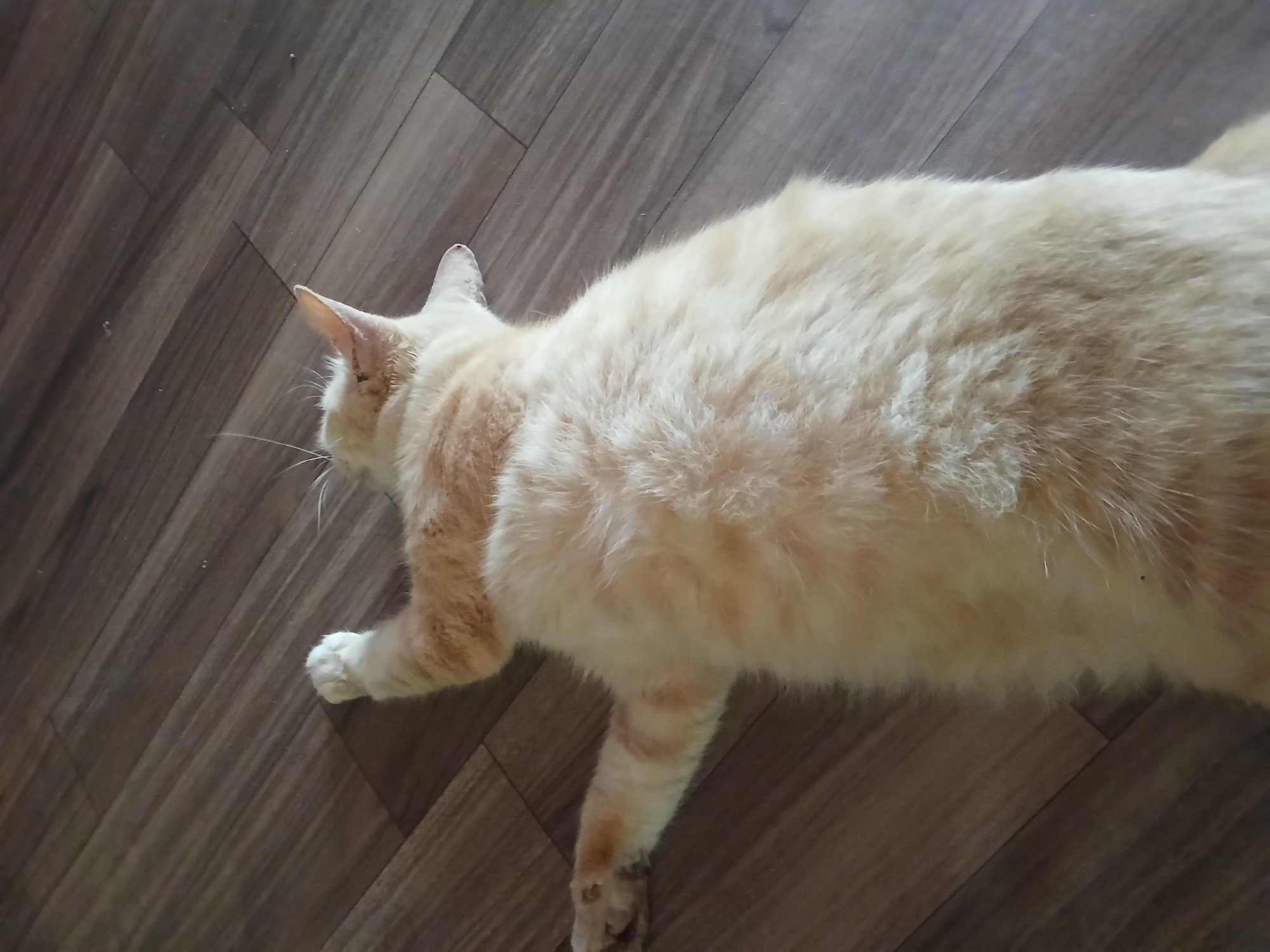 An orange tabby cat is lying on its back on a wooden floor. The cat's paws are extended, and its body is stretched out. The cat's head is turned to the side, and its eyes are closed. The floor is made of dark brown planks. The image appears to be taken indoors, possibly in a home. The specific location in Terempa, Indonesia, is not discernible from the image.