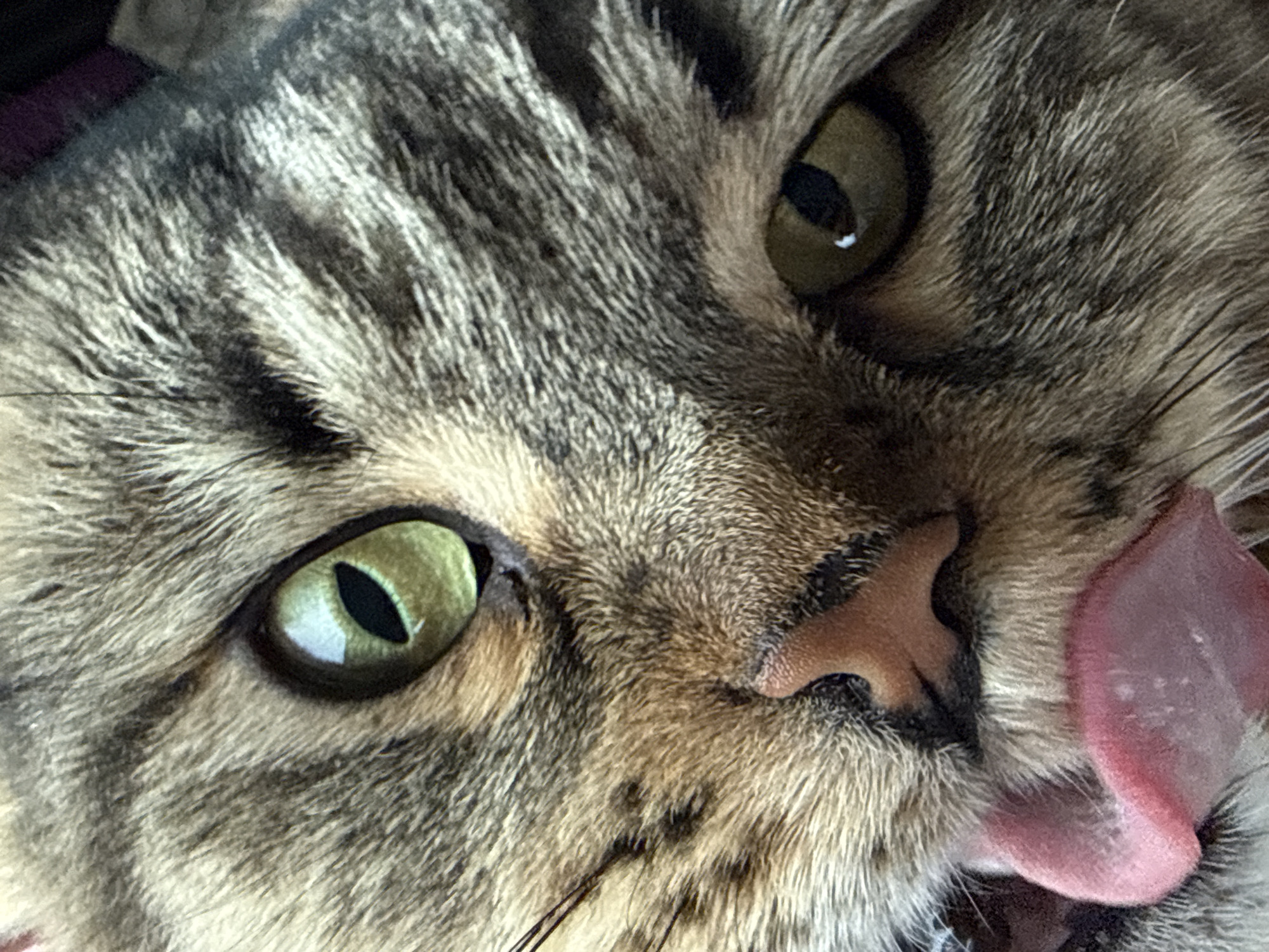 A close-up photograph shows a cat's face. The cat has tabby markings, green eyes, and a pink nose. Its tongue is extended to the side. The image does not contain enough information to determine the location in the city of Izhevsk, Russia.