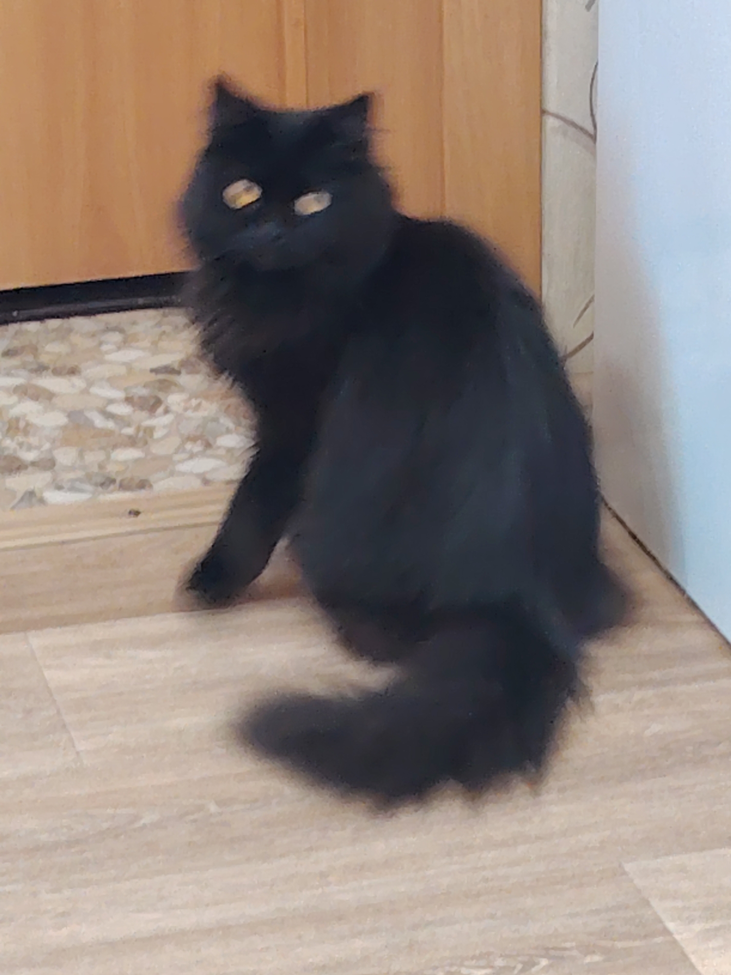This media file contains a close-up, eye-level shot of a fluffy black cat with bright yellow eyes sitting on a light-colored wooden floor. The cat is positioned in the center of the frame, facing left and looking slightly upwards. Its fur appears long and somewhat tousled, giving it a very full appearance. The background shows a vertical wooden door or panel on the left, with a textured wallpapered wall on the right. The floor has a wood grain pattern. The lighting suggests an indoor setting, possibly during the day, as the cat's eyes are bright and reflective. The overall mood is calm, with the cat appearing alert and observant. There is no visible text in the image.