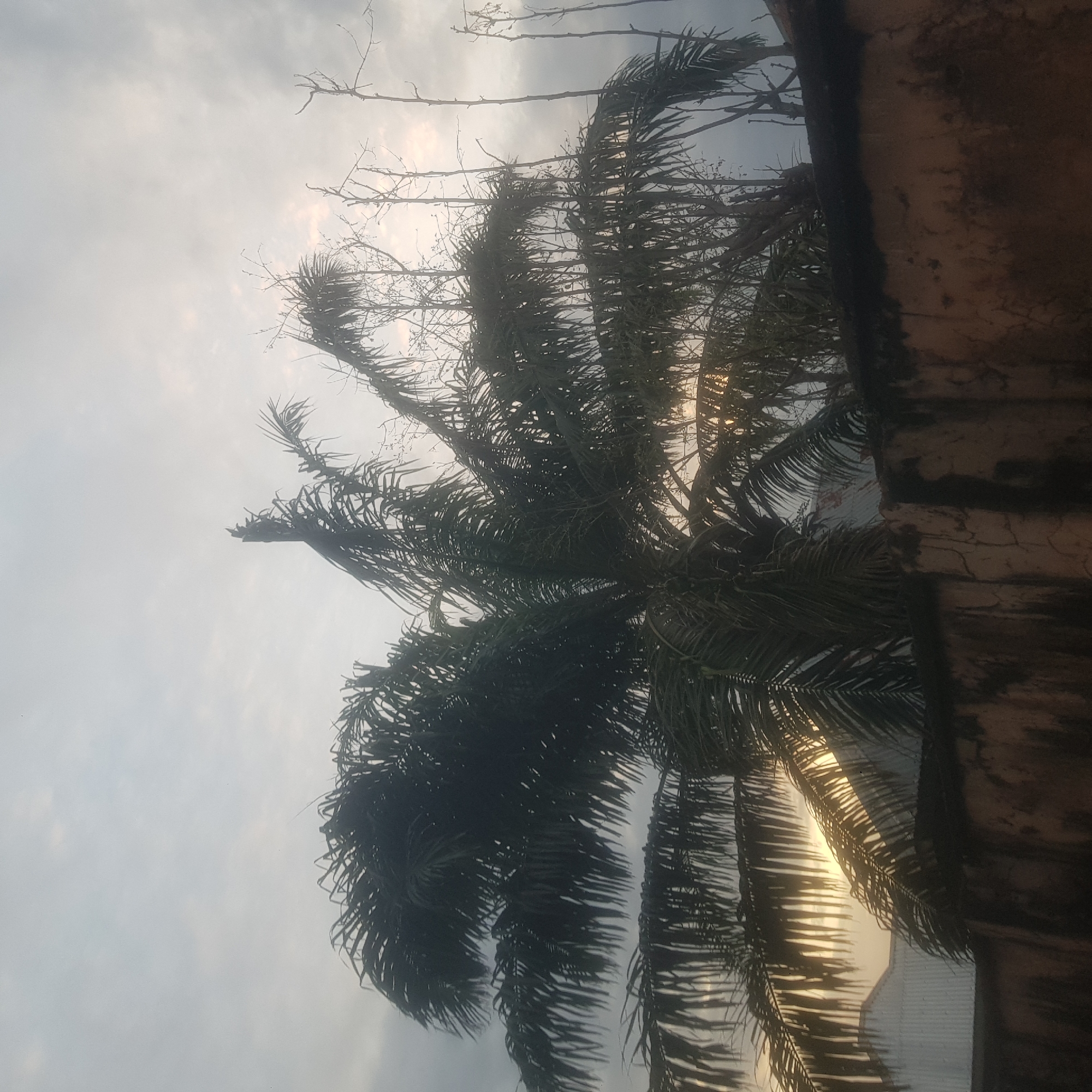 The image depicts a palm tree against a cloudy sky, with the sun's rays filtering through the fronds. The perspective is upward-looking, emphasizing the height and breadth of the tree. A textured, weathered wall or structure occupies the right side of the frame, casting a shadow and adding a sense of depth. The fronds of the palm tree are dark green and feathery, with some bare branches extending from the top. The sky is a hazy gray, suggesting either early morning or late afternoon, with the sunlight creating a soft glow and casting a warm, golden hue on the lower portion of the image. The scene appears to be outdoors, possibly in a tropical or subtropical environment, consistent with a location in Jalingo, Nigeria. There is no visible text in the image, and no people or specific events are depicted, presenting a still, natural landscape. The overall mood is serene and somewhat diffused, with the natural light playing a significant role in the composition.