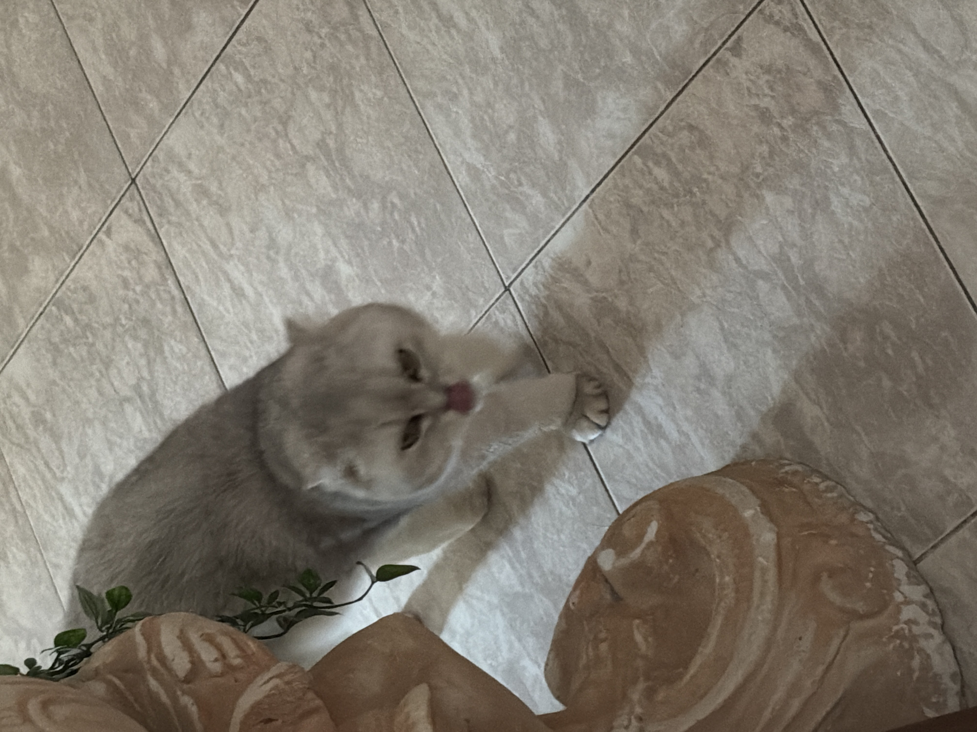 An unidentifiable light-colored cat with grey fur is walking across a tiled floor. The cat is in the process of licking its nose. To the left of the cat, there is a large, beige, ornate statue base with some greenery draped over it. The floor is made of square, light brown tiles with darker grout lines. The lighting suggests an indoor setting. The image is an oblique medium shot. No specific location in Rome, Italy can be identified.