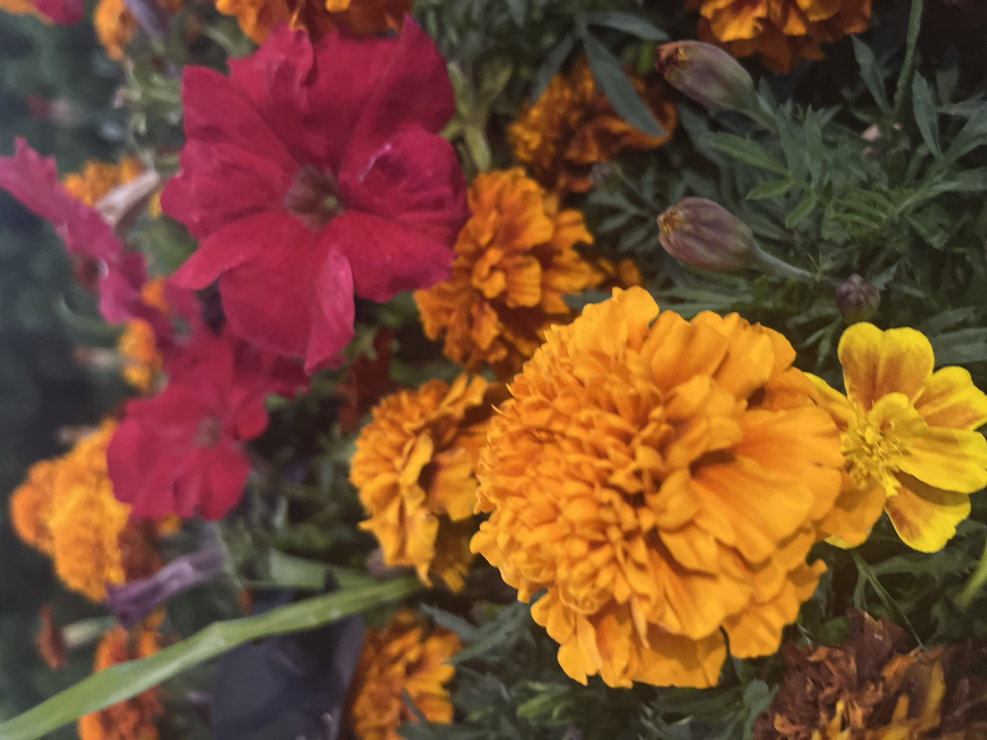 The image displays a close-up view of a flower bed filled with various flowers. Prominently featured are vibrant orange marigolds with ruffled petals, and several deep pink petunias. The marigolds are in different stages of bloom, with some fully open and others appearing as buds. The petunias have a trumpet-like shape and their petals are velvety in appearance. Green foliage and stems are visible throughout the arrangement, providing a backdrop for the colorful blooms. The lighting suggests it may be daytime, with soft shadows indicating indirect light. There are no people or animals present in the image. The image does not contain any specific landmarks or indicators to suggest a location in Krasnodar, Russia.