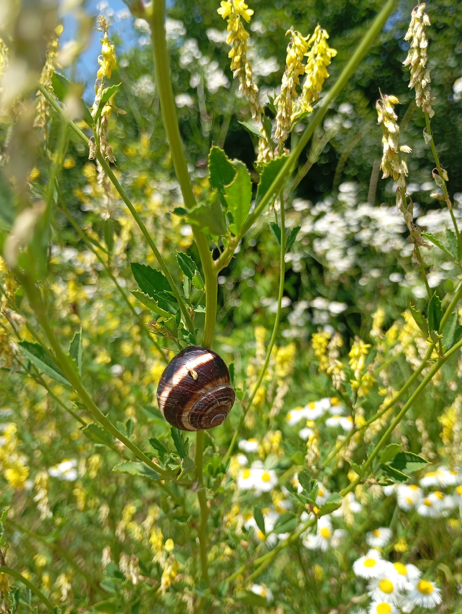 A close-up, eye-level shot shows a banded snail clinging to a thin green stem in a field of wildflowers. The snail, with its brown and white striped shell, is positioned in the center-right of the frame. The stem it is on is surrounded by other stems and green leaves, with many small yellow flowers hanging in clusters and white wildflowers with yellow centers dotting the background. The background is blurred, creating a bokeh effect, with the dominant colors being green, yellow, and white. The overall impression is a sunny day in a natural outdoor setting, likely a meadow or field. No people, text, or specific activities are visible. The setting appears to be rural and possibly in the Saratovskaya region of Russia, given the context.