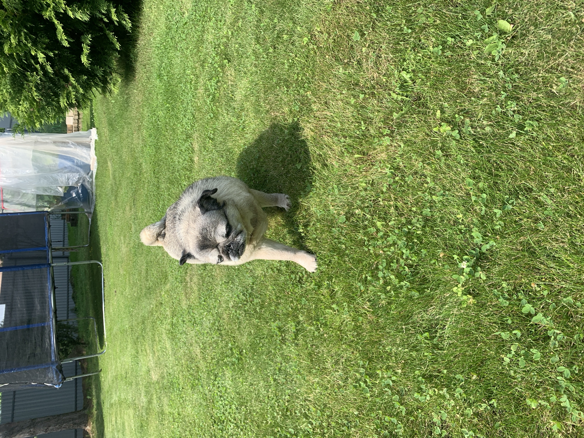A fawn-colored pug is standing on a lush green lawn in what appears to be a backyard. The pug is facing the camera with its head slightly down. In the background, there is a trampoline with a black net, a tall green bush, and a white plastic tarp covering something. A grey fence can be seen behind the trampoline. The area appears to be a residential outdoor space, possibly in Sergeevo, Russia, given the presence of typical backyard amenities and vegetation. The lighting suggests it is daytime, likely sunny.
