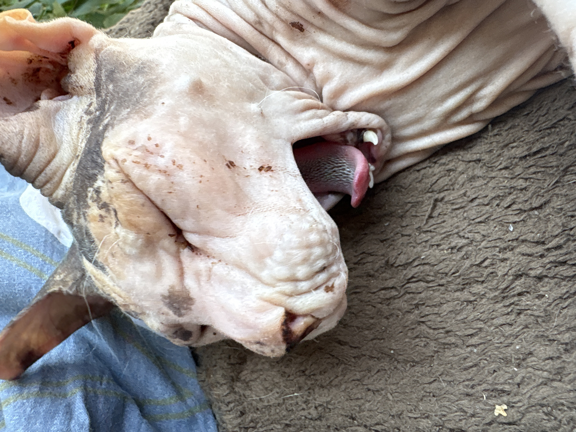 A close-up, side-view, eye-level shot captures a hairless cat, likely a Sphynx, yawning widely. The cat's mouth is open, revealing its pink tongue with dark speckles and two visible white teeth. Its wrinkled, pale pink skin is marked with scattered brown spots and patches of darker fur. The cat appears to be resting on a dark brown, fuzzy blanket or rug, with a glimpse of a blue and green striped fabric in the upper left corner. The background is softly blurred, suggesting an outdoor setting with some greenery visible. There is no specific location in Almaty, Kazakhstan, that can be identified from the image.
