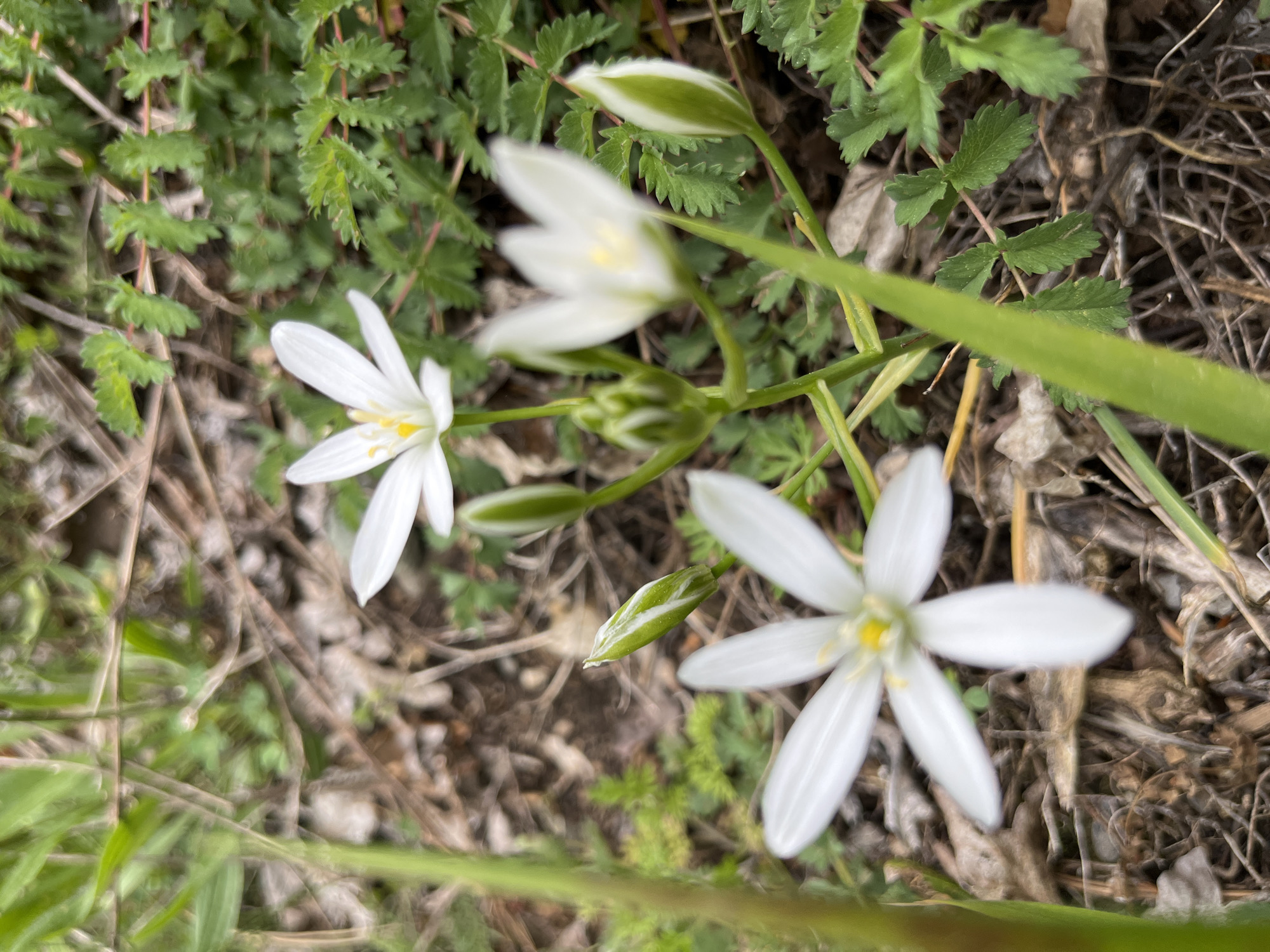 The image captures a close-up view of Ornithogalum flowers in an outdoor setting, likely at Crna Poda, Montenegro. The foreground displays three white Ornithogalum flowers with six petals each, and a yellow center. Two of the flowers are fully bloomed and one remains partly closed as a bulb. Green stems and several small, jagged-edged leaves fill the background. The ground appears to be a mix of dry soil and withered vegetation. The focus is sharp on the central flowers, with the surrounding area slightly blurred, creating a shallow depth of field.