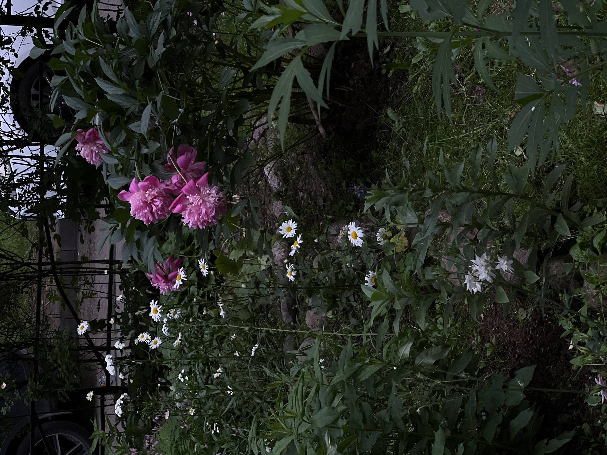 An overhead shot captures a section of a garden, likely in a residential area of an unknown city in Russia, as evidenced by a partial view of a vehicle's wheel on the left and a black metal fence in the background. The foreground is dominated by lush green foliage and a variety of flowers. Several clusters of pink peonies are visible, some in full bloom and others in bud, with their rich petals contrasting against the dark leaves. Interspersed among them are numerous white daisies with yellow centers, their delicate blooms scattered throughout the garden. The ground cover consists of soil, scattered rocks, and green grass, suggesting a natural, somewhat untamed garden setting. The lighting is dim, creating a moody and atmospheric scene.