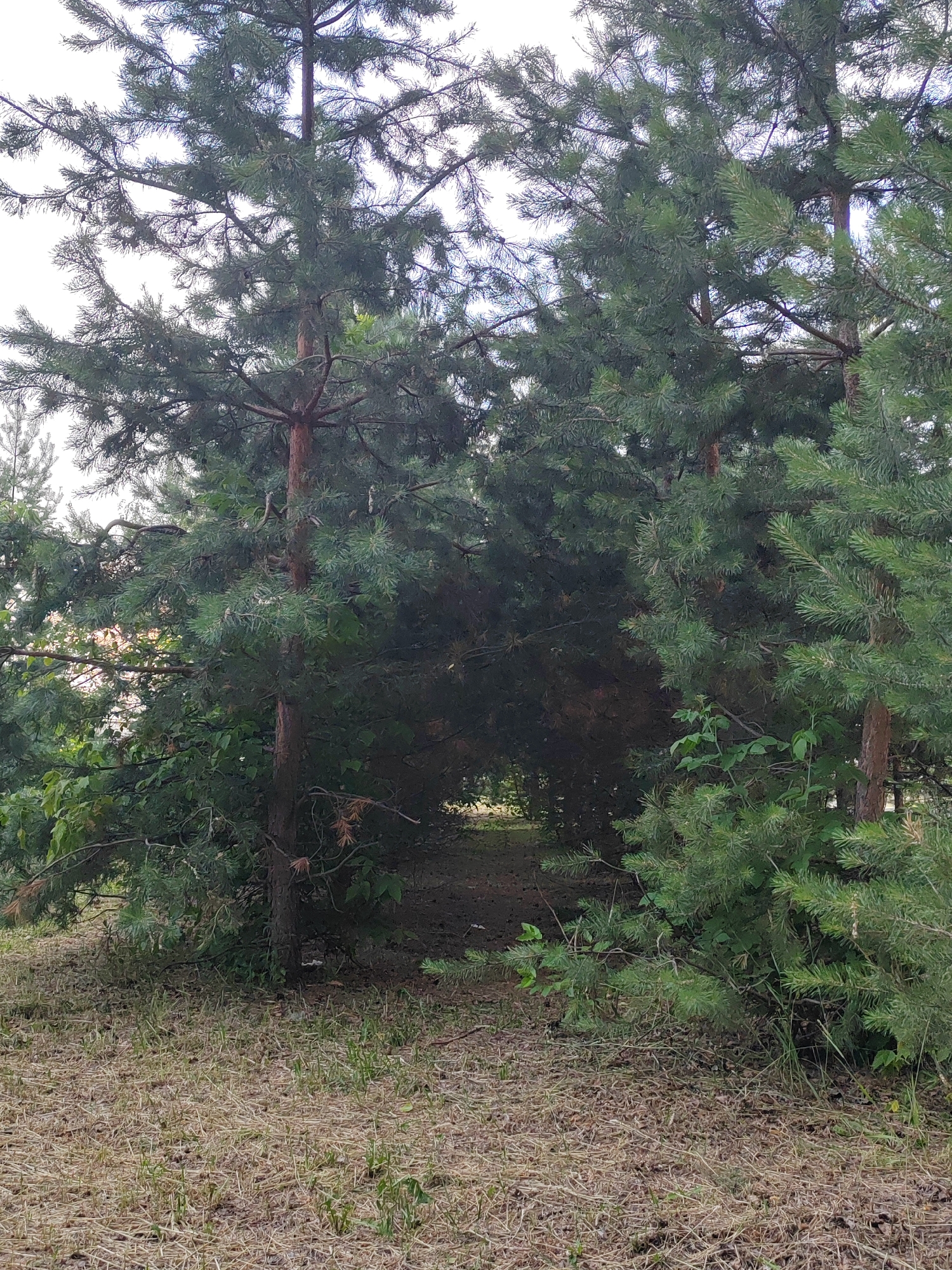 The image depicts a dense stand of pine trees with a path or opening visible in the background. The ground in the foreground is covered in dry grass and pine needles. The lighting suggests it is daytime, possibly overcast, as there are no strong shadows. The scene appears to be a natural environment, likely a forest or park in Kemerovo, Russia. There are no people or specific objects, other than the trees themselves. The focus is on the texture and density of the pine needles and branches, and the somber, enclosed atmosphere created by the thick foliage. The overall mood is natural and somewhat serene, with a hint of mystery due to the obscured path. No text is visible in the image.