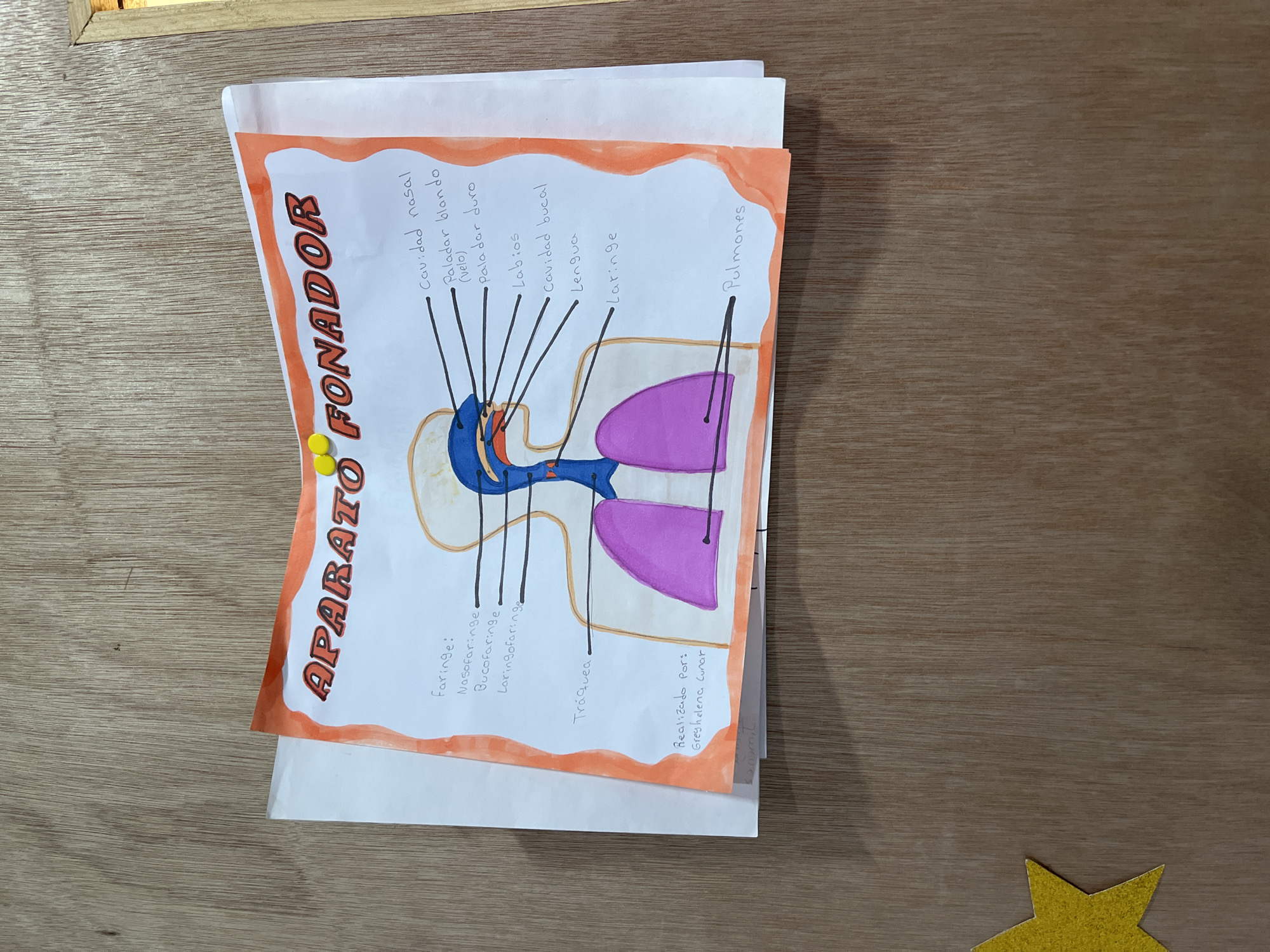 The image shows a drawing of the human vocal apparatus, titled "APARATO FONADOR" (Phonatory Apparatus), pinned to a wooden surface. The drawing is colored, with labels in Spanish pointing to different parts of the anatomy, including the nasal cavity, soft palate, hard palate, lips, oral cavity, tongue, pharynx, larynx, trachea, and lungs. The drawing is on white paper with an orange border. The wooden surface appears to be a door or a wall paneling. There is a yellow star sticker on the lower left corner of the image. There are no people visible in the image. The drawing is likely an educational poster for a school or a classroom. The image does not contain any information that would allow for its location to be determined within the city of Santa Ana, Venezuela.
