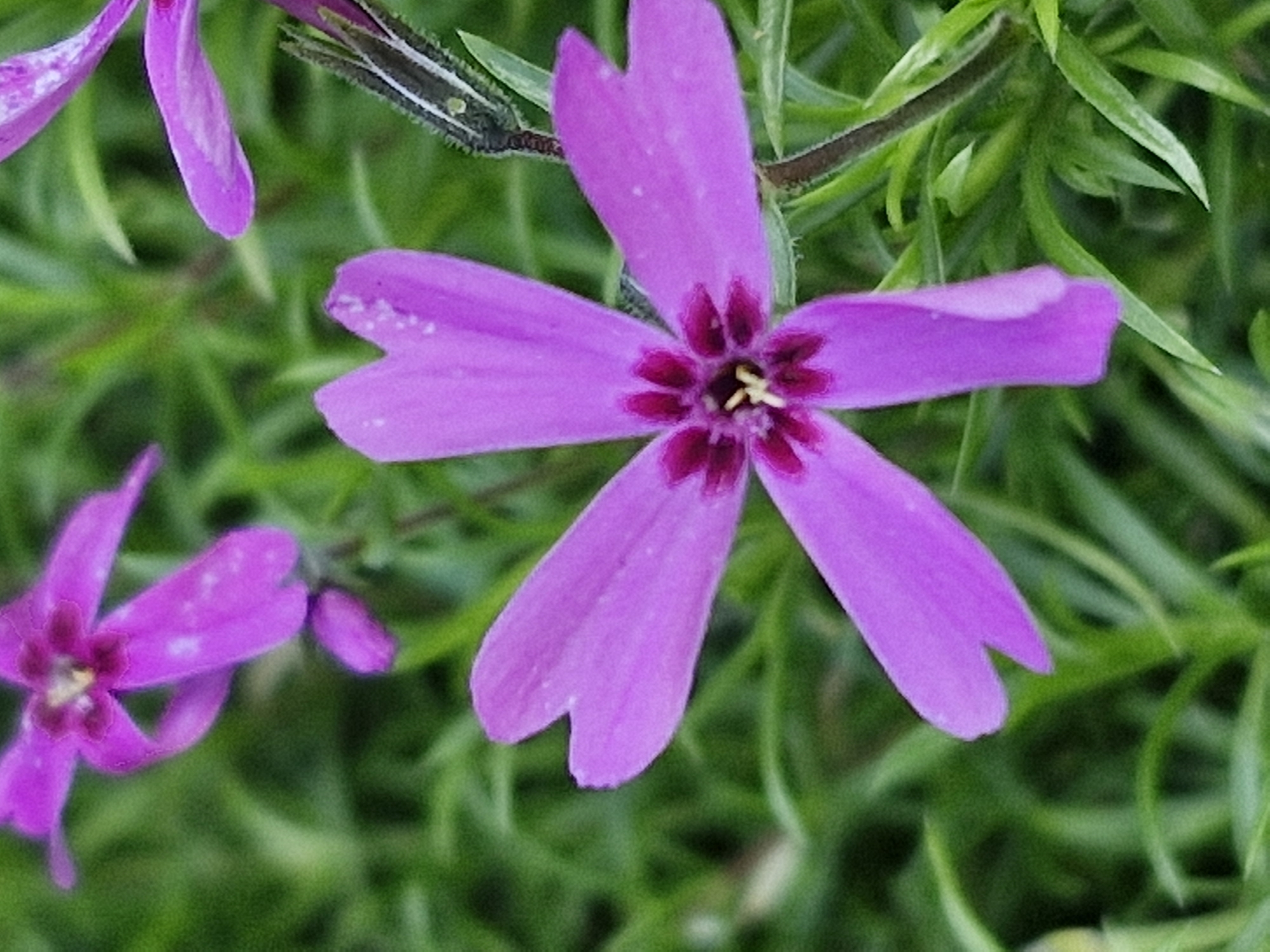 The image is a close-up, vertical, eye-level shot of several bright purple phlox flowers with green foliage in the background. The flowers are the primary subjects, with one large, fully bloomed flower in the center, and other smaller flowers and buds visible. The central flower has five deeply notched petals that are heart-shaped at the tips. In the center of this flower, there is a dark purple eye with yellow stamens. The petals have subtle white speckles. The background consists of blurred green leaves and stems, suggesting an outdoor garden or natural setting. There are no people or animals visible in the image. The image does not contain any elements that indicate a specific location in Klaipėda, Lithuania.