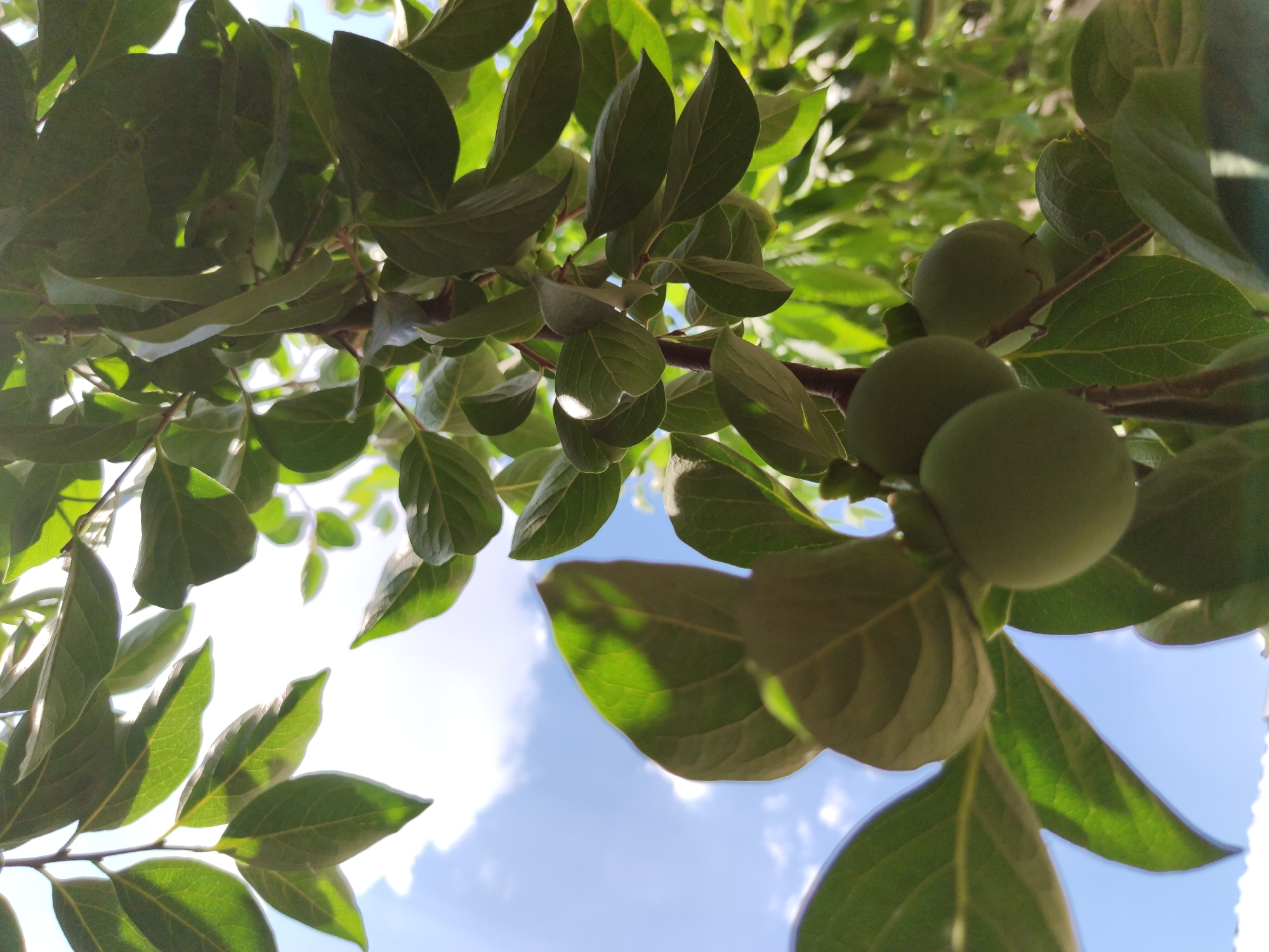 The image is a close-up, low-angle shot of unripe green persimmons on a branch. The persimmons are round and smooth, with a faint sheen. They are clustered together, with several leaves surrounding them. The leaves are a deep green, and some are backlit by the sun, creating a luminous effect. The background is a bright blue sky with scattered white clouds. The overall impression is one of nature's bounty and the warmth of a sunny day.
This scene is likely from a garden or orchard in Tashkent, Uzbekistan, where persimmons are a common fruit. The abundance of lush greenery and the clear blue sky are characteristic of the Uzbek climate during the warmer months. The image evokes a sense of peace and tranquility, a snapshot of rural life amidst the urban landscape of Tashkent.