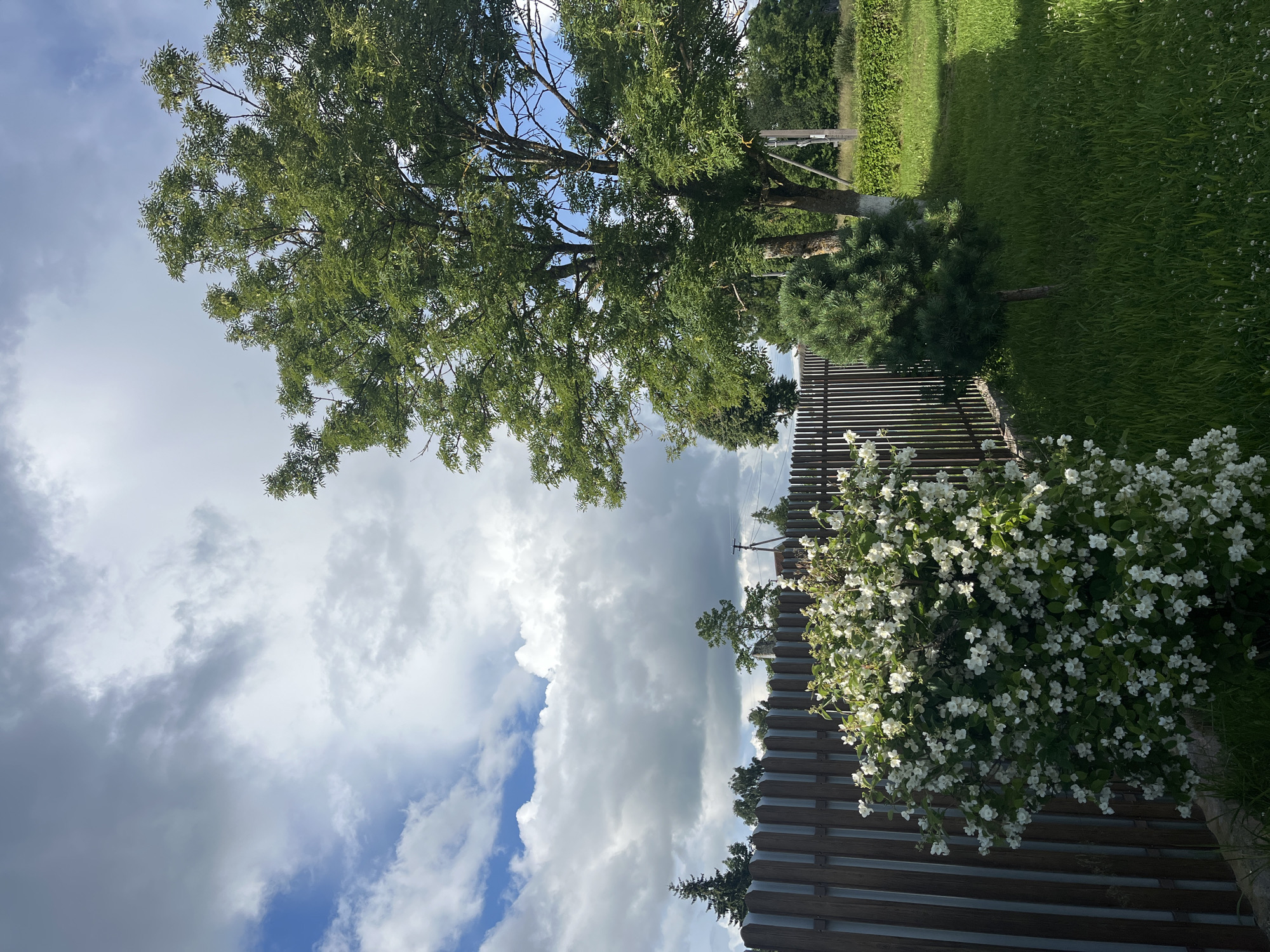 The image depicts a backyard scene on a cloudy day in Серебрянский, Russia. A wooden fence runs horizontally across the left side of the frame, behind which are various trees. In the foreground, a bush laden with white flowers, likely jasmine, is prominent. To the right of the flowering bush is a small evergreen tree, and further to the right, a larger deciduous tree with green foliage. The ground is covered in green grass, with some white clover flowers visible. In the background, beyond the fence, a power pole with wires is visible. The sky is filled with dramatic, heavy clouds, with patches of blue sky peeking through.