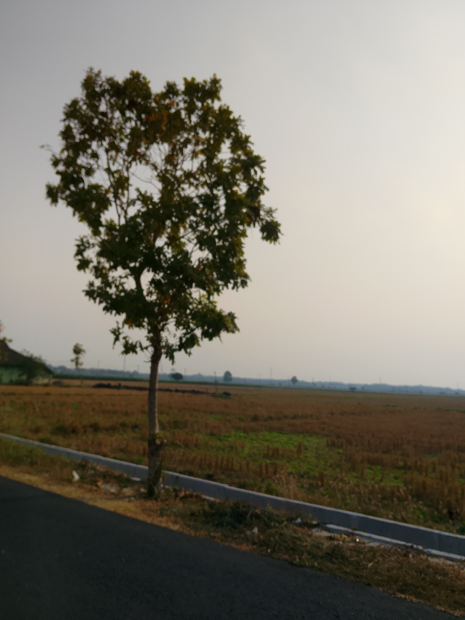 The image captures a rural landscape, possibly in Ngadrin, Indonesia, featuring a solitary tree with a dark trunk and green foliage dominating the left-center of the frame. The tree stands on a patch of dry, brown grass next to an asphalt road that curves from the bottom left corner. The road is bordered by a concrete curb with dry vegetation and some scattered debris. Beyond the road and the tree lies a vast, flat field with remnants of harvested crops, appearing as stubble and patches of green. In the distance, a hazy horizon is visible with subtle hints of vegetation and possibly distant structures. The sky is a pale, overcast gray, suggesting either early morning or late afternoon light. There are no people or animals present in the scene.
