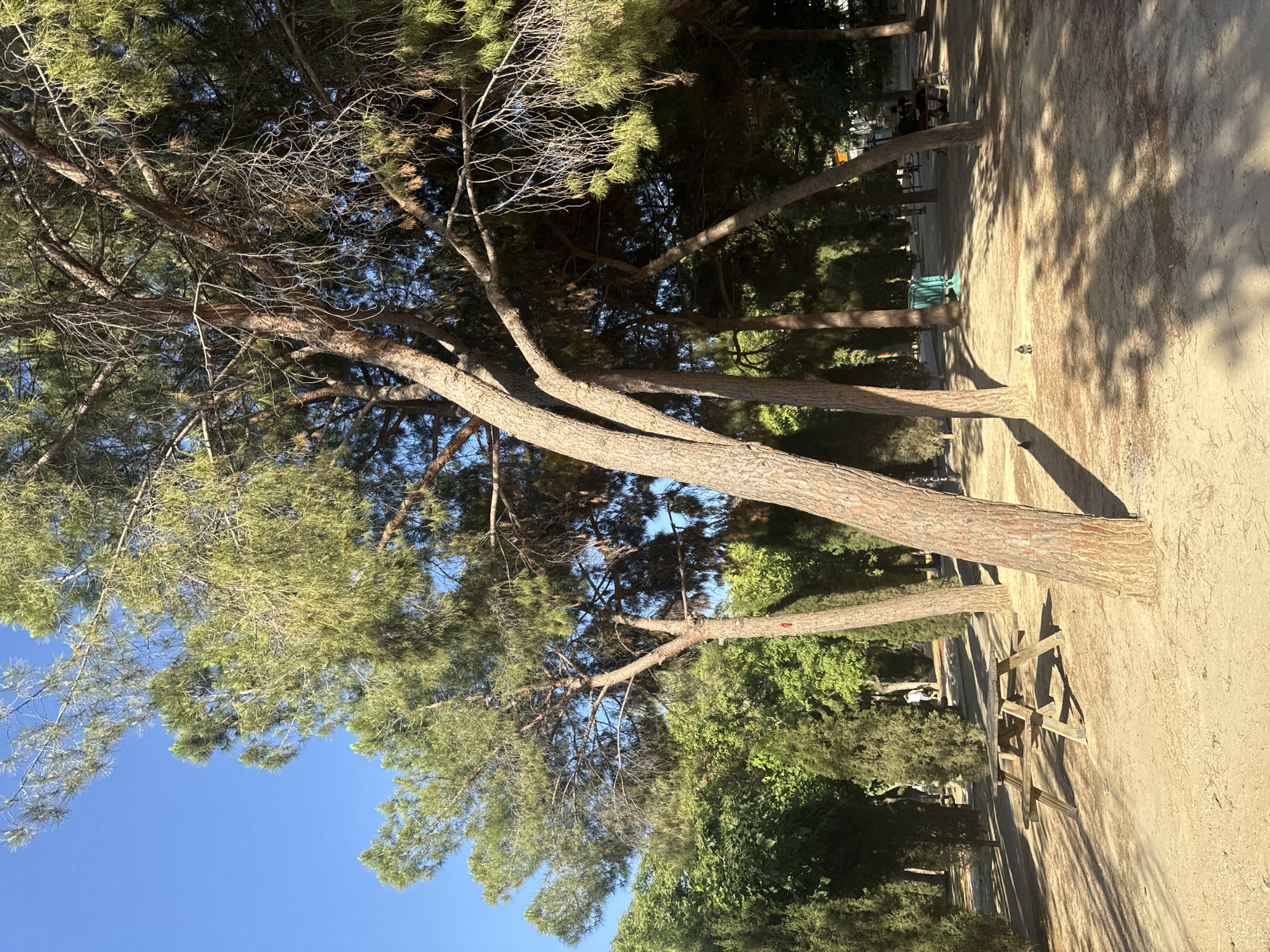 The image depicts a park scene with large pine trees, a picnic table, and several people in the background. The ground is covered in sand and pine needles, with shadows cast by the trees. The sky is clear and blue. The scene is likely in the Jardín de Floridablanca in Murcia, Spain, a well-known urban park characterized by its tall pine trees, sandy paths, and public amenities. In the foreground, a wooden picnic table sits on the sand. Further in the background, a few individuals are visible, one walking and others seated, suggesting a leisurely day in the park. A green trash bin is also present. The overall impression is one of a sunny, tranquil outdoor space.