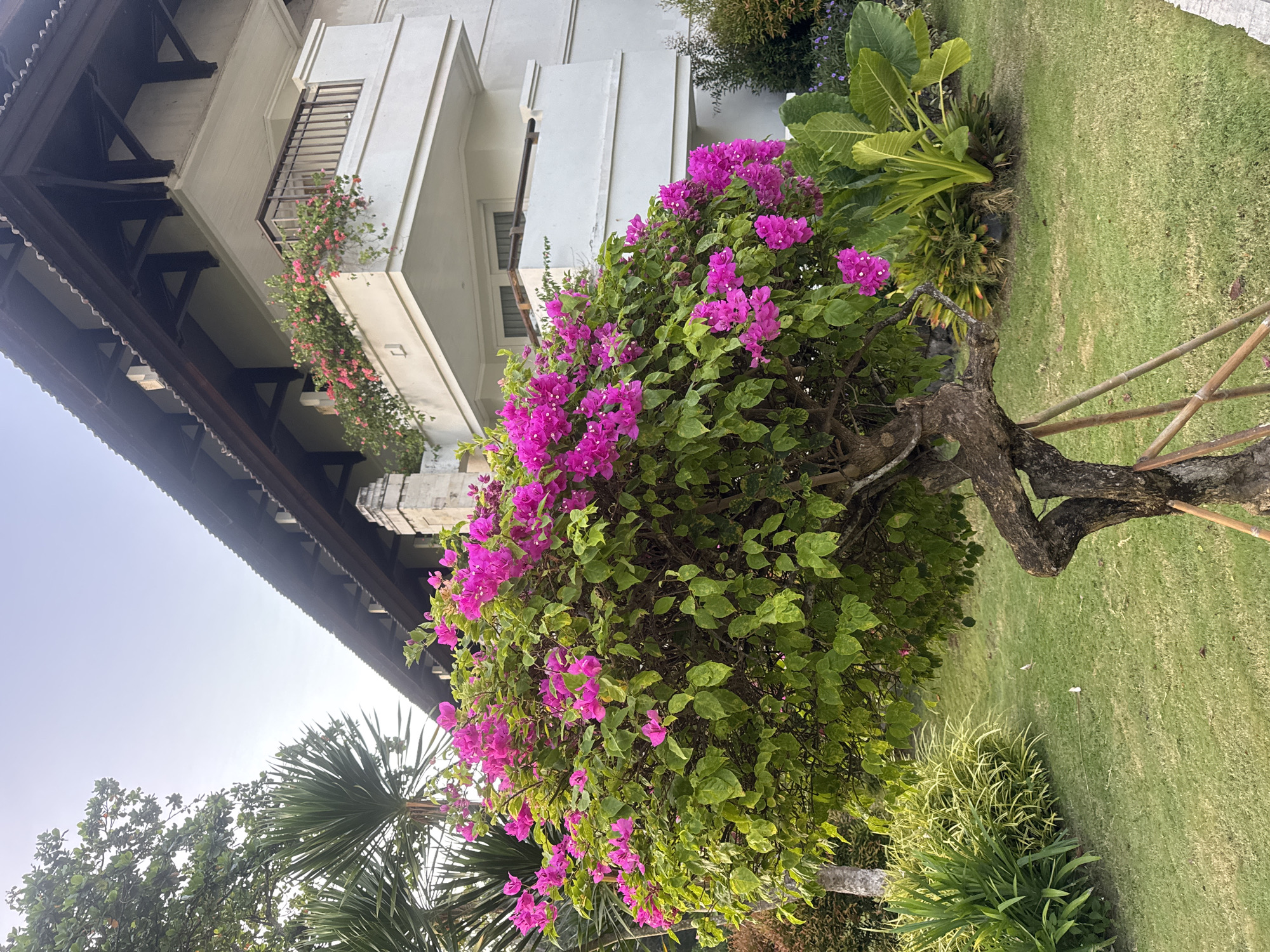 The image depicts a garden scene in Kuta Selatan, Indonesia. The foreground is dominated by a flowering bougainvillea bush with vibrant pink blossoms and green leaves. Behind the bush, there is well-maintained green grass. The bougainvillea has wooden support poles. To the left of the bougainvillea is a small palm tree.
In the background is a multi-story building with white walls. The building has balconies with flower boxes holding plants that cascade over the railings. The architecture includes a dark-colored roof structure. The sky appears overcast. The scene suggests a tranquil and well-kept environment.