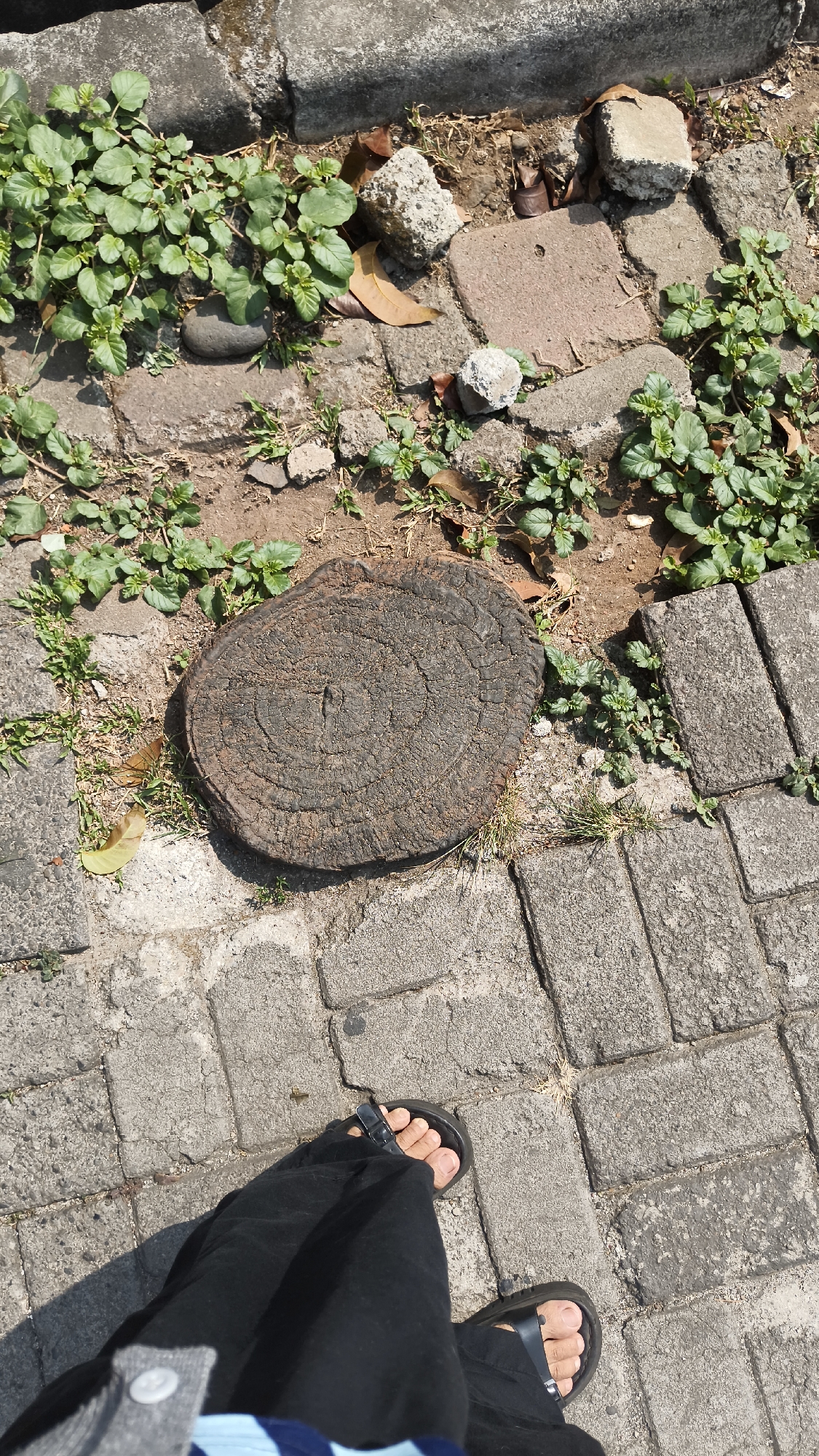 A low-angle, high-contrast, outdoor, eye-level shot captures a section of a paved sidewalk and surrounding vegetation in South Jakarta, Indonesia. In the foreground, a person's feet are visible, clad in black trousers and black sandals, suggesting casual attire. The sidewalk is composed of grey rectangular pavers, some showing signs of wear and tear. To the left, a dark, circular tree stump with visible growth rings sits amidst green foliage and small pebbles. The vegetation, characterized by small, light-green leaves and some dry brown leaves, grows between the pavers and around the tree stump. In the background, a concrete curb separates the paved area from a patch of soil and more rocks, indicating an urban environment possibly near a park or roadside. The lighting suggests a bright, sunny day, casting shadows on the ground. The overall scene depicts a mundane urban landscape with a natural element (the tree stump) integrated into the man-made structure.