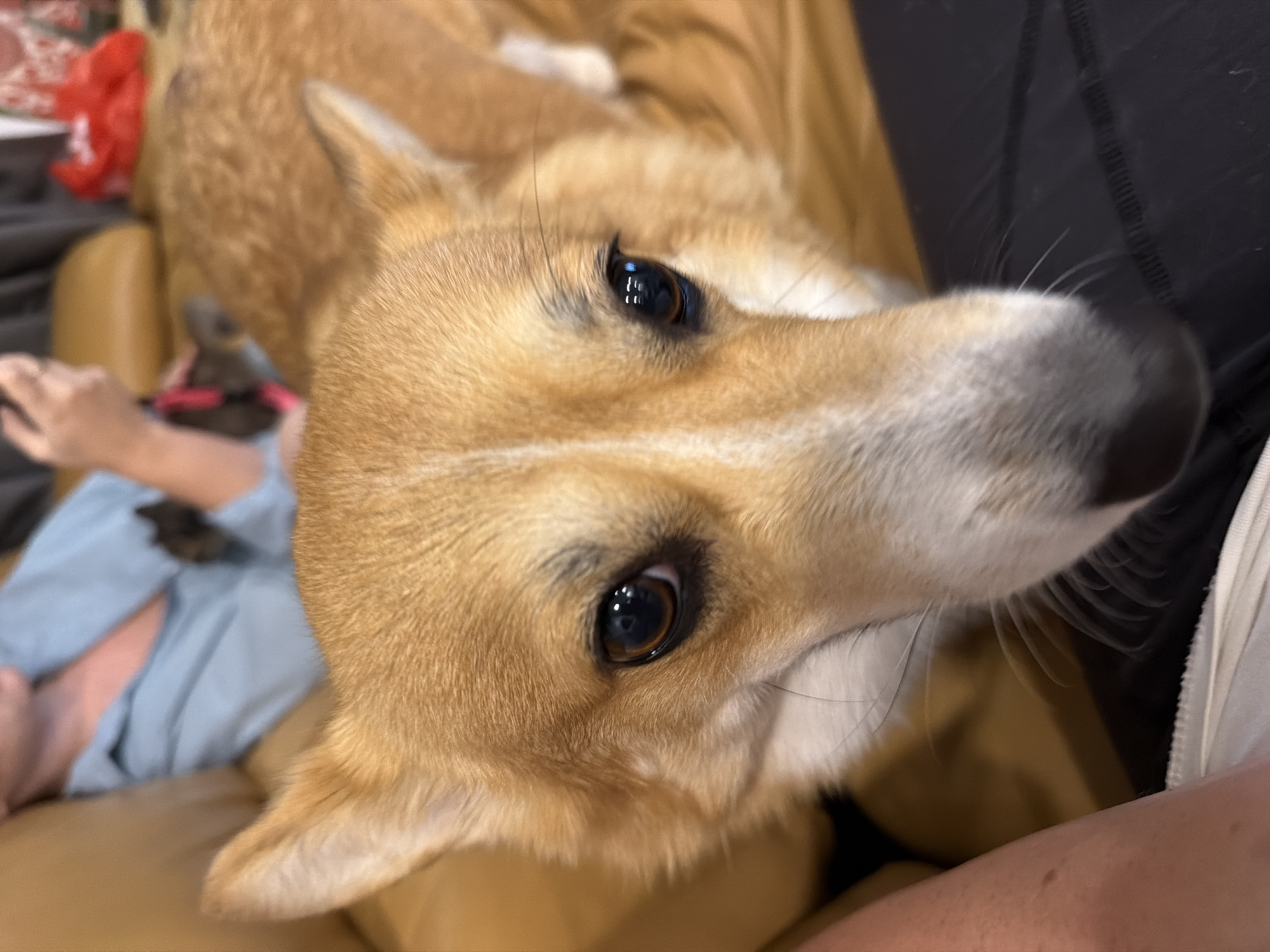 A close-up, low-angle shot features a tan and white Corgi dog's face. The dog is positioned in the foreground, looking directly at the camera with its eyes prominent and dark brown. The dog's snout is light tan with a black nose. In the background, slightly out of focus, a person wearing a light blue shirt is visible, and to the right, a red object is present. The setting appears to be indoors, possibly a living room, with a brown sofa partially visible. The overall lighting is warm and diffused. The image does not provide any specific geographic markers to suggest the location is Rawai, Thailand.