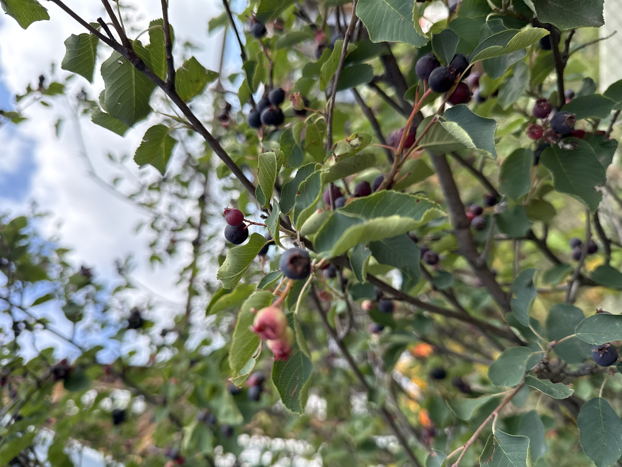 The image shows a close-up, vertical shot of a tree branch with green leaves and ripe, dark purple berries. The berries are small and round, some appearing to be clustered together. The background is blurred, showing hints of green foliage and a cloudy sky with patches of blue. The lighting suggests it is daytime, with natural light filtering through the leaves. There are no people or animals visible in the image. The location is identified as Baryshevo, Russia, though the image itself does not contain any specific landmarks to confirm this.