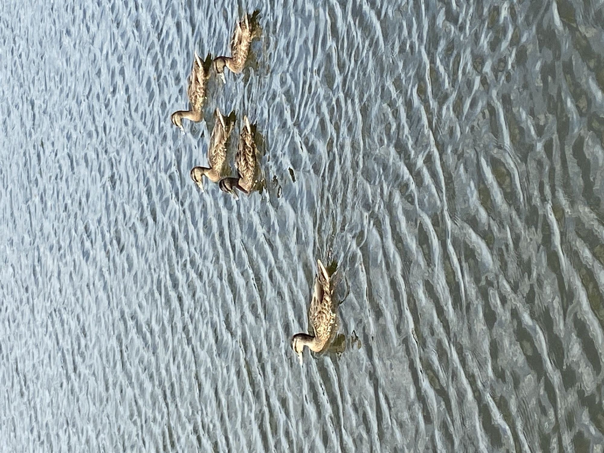 The image shows a body of water with five ducks swimming. The water has ripples, indicating movement. Four of the ducks are clustered together in the upper right portion of the frame, swimming in the same direction. A fifth duck is positioned to the left, further away from the group, also swimming. The water appears to be a dark, murky color, reflecting the sky. No man-made structures or people are visible in the image. The location is not identifiable from the image itself, and therefore, any association with Balashikha, Russia, is not visually supported by the provided image.
