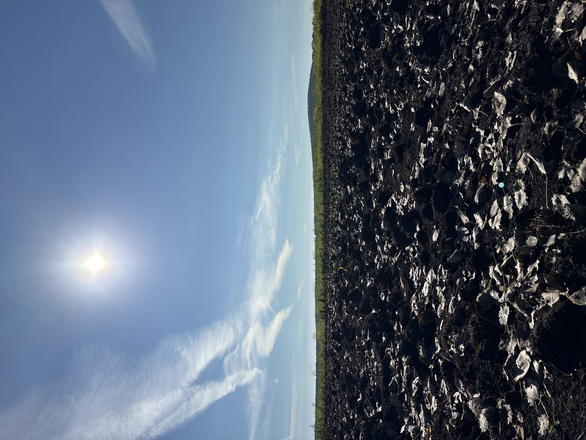 In Verkh-Bobrovka, Russia, a plowed field is captured under a clear blue sky with the sun shining brightly overhead. The field is covered with dark, rich soil and scattered dry leaves, suggesting recent tilling. In the distance, a line of green vegetation forms the horizon, with a gentle hill visible further back. Wispy white clouds streak across the sky, and contrails from an aircraft are also present. The scene is devoid of any people or animals, presenting a tranquil, agricultural landscape.