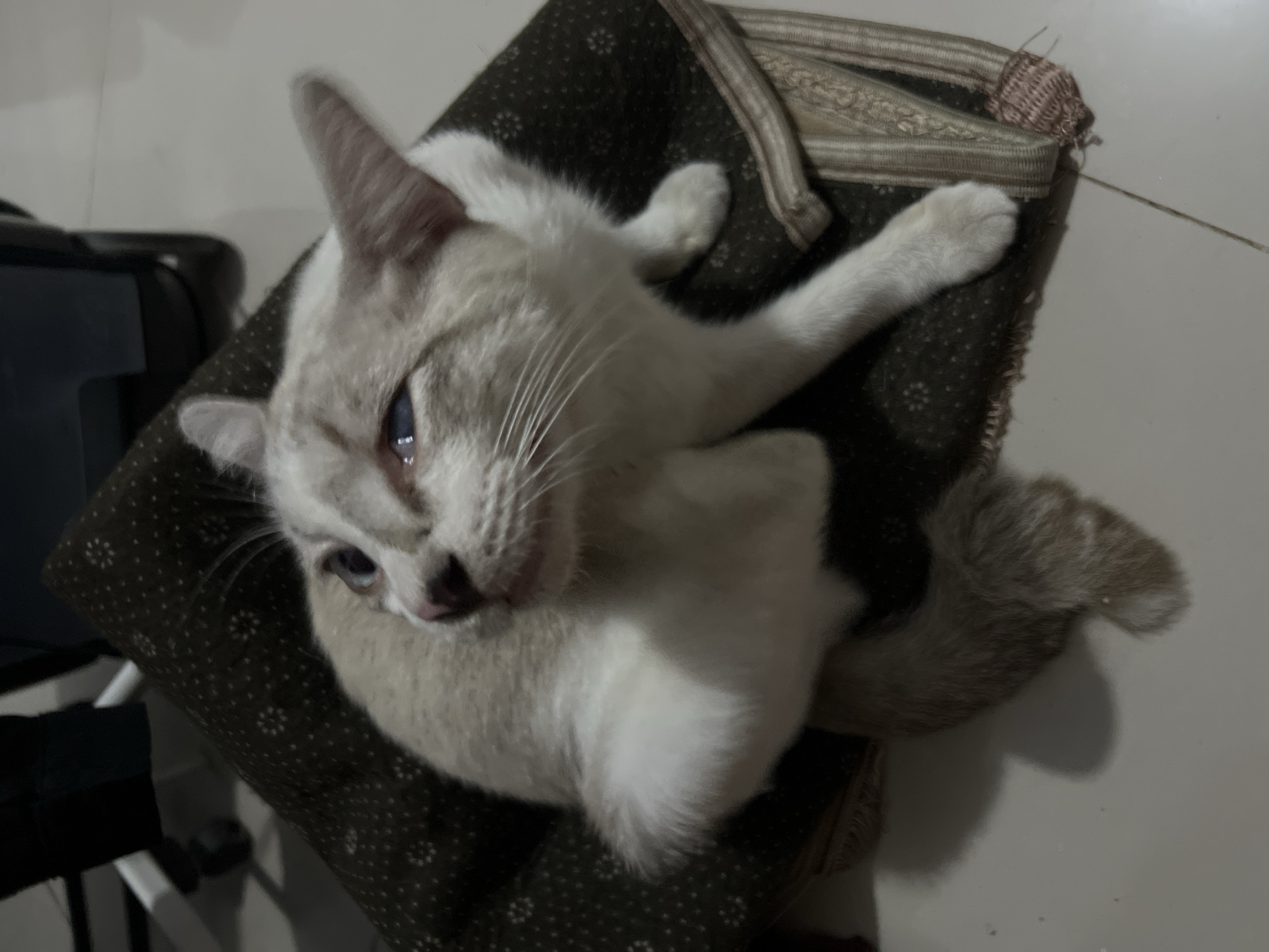 A light-colored cat with blue eyes is captured in an overhead shot, seated on a dark patterned cushion. The cat is in the process of scratching its ear with its hind leg, its body contorted in the action. Its tail, a mix of light and dark fur, is curled around its body. The cushion is placed on a light-colored tiled floor, with the base of a dark chair visible in the background. The lighting suggests it is indoors, possibly in a residential setting within Klapanunggal, Indonesia.