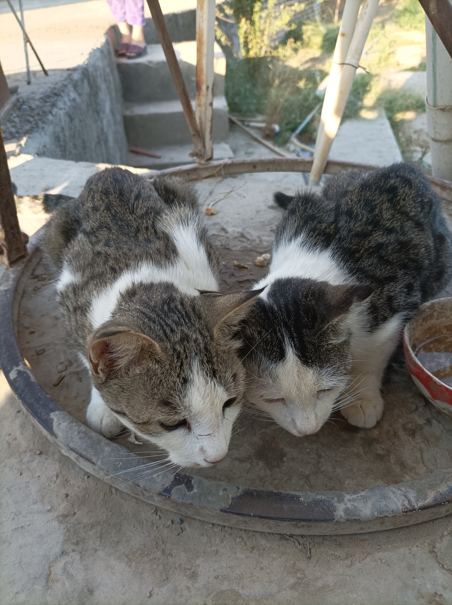 Two domestic cats are positioned closely together in a round, weathered container. The cat on the left has tabby markings and white fur on its chest and face. The cat on the right also has tabby markings, with distinct black and white patches on its head and face, and is drinking from a red and white bowl. The cats are situated on a concrete surface, which appears to be outdoors, with hints of vegetation and construction materials in the background. The overall scene suggests an urban or semi-urban environment in Seýdi, Turkmenistan.