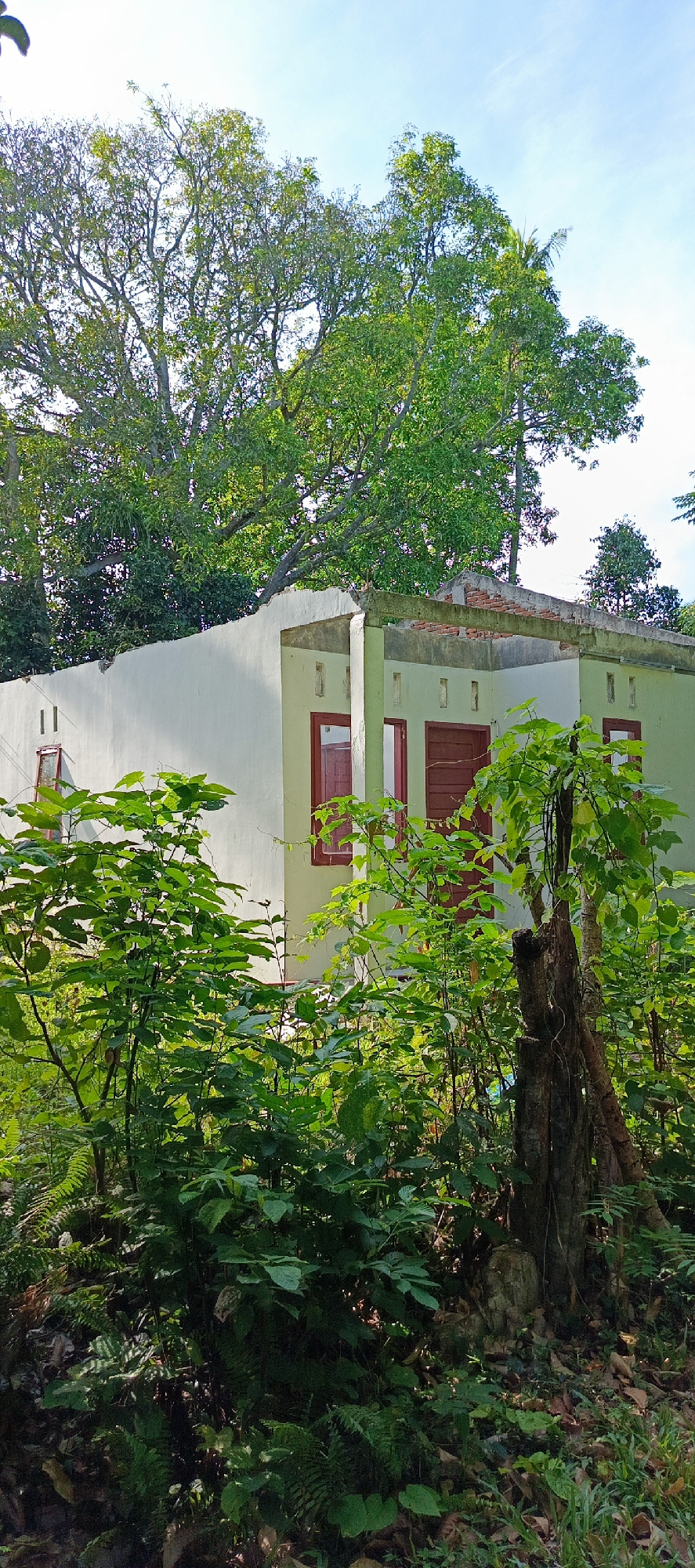 This image depicts an outdoor scene in Pashiebeutong, Indonesia. A pale green, single-story building with white trim and a partially constructed roof is visible. The building features several dark red-framed windows. Lush green vegetation, including leafy plants and ferns, surrounds the structure, with a large tree with dense foliage dominating the upper left portion of the frame. A dead tree stump with vines growing on it stands in the foreground, to the right of the plants. The sky above is bright blue with a few wispy clouds. The image appears to be a daylight photograph of a residential area or a partially finished building overgrown with natural greenery.