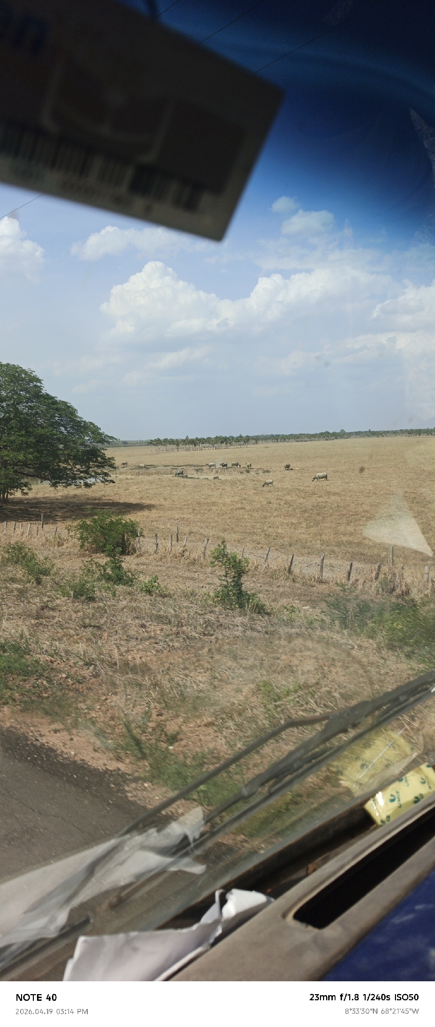 The photograph, taken on April 19, 2026, at 3:14 PM, displays a rural landscape observed through the windshield of a vehicle. The location is Cano Negro, Venezuela, indicated by the geographical coordinates 8°33'30"N 68°21'45"W.
In the background, a vast, dry field dominates, sparsely populated with grazing livestock that are likely cattle. A line of trees appears on the horizon, providing a distant backdrop. The sky is partly cloudy.
The foreground is partially obscured by the vehicle's interior, including the windshield, dashboard, and various items such as papers and packaging. The image has visible reflections on the windshield, which interfere with the clarity of the scene. The camera settings indicate a 23mm lens, f/1.8 aperture, 1/240s shutter speed, and ISO50.