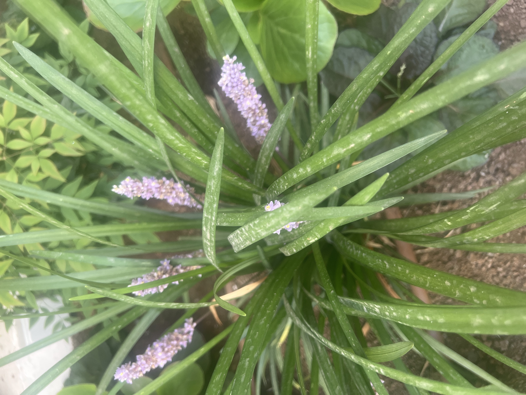This media file is a close-up, top-down view of a patch of Liriope, commonly known as lily turf, in bloom. The plant features long, strap-like green leaves with a slightly waxy texture, some of which are speckled with lighter green or whitish marks, possibly due to mineral deposits or minor damage. Emerging from the dense foliage are several flower spikes, each bearing numerous small, delicate, pale lavender to lilac-colored blossoms. These flower spikes are arranged vertically amongst the leaves. The background is out of focus, but appears to be composed of similar green foliage and some earthy, possibly dry soil or gravel. The lighting suggests it is daytime, likely outdoors. The overall impression is a natural, garden setting. There is no visible text in the image. The location context places this scene in the Hof HaCarmel Regional Council in Israel.