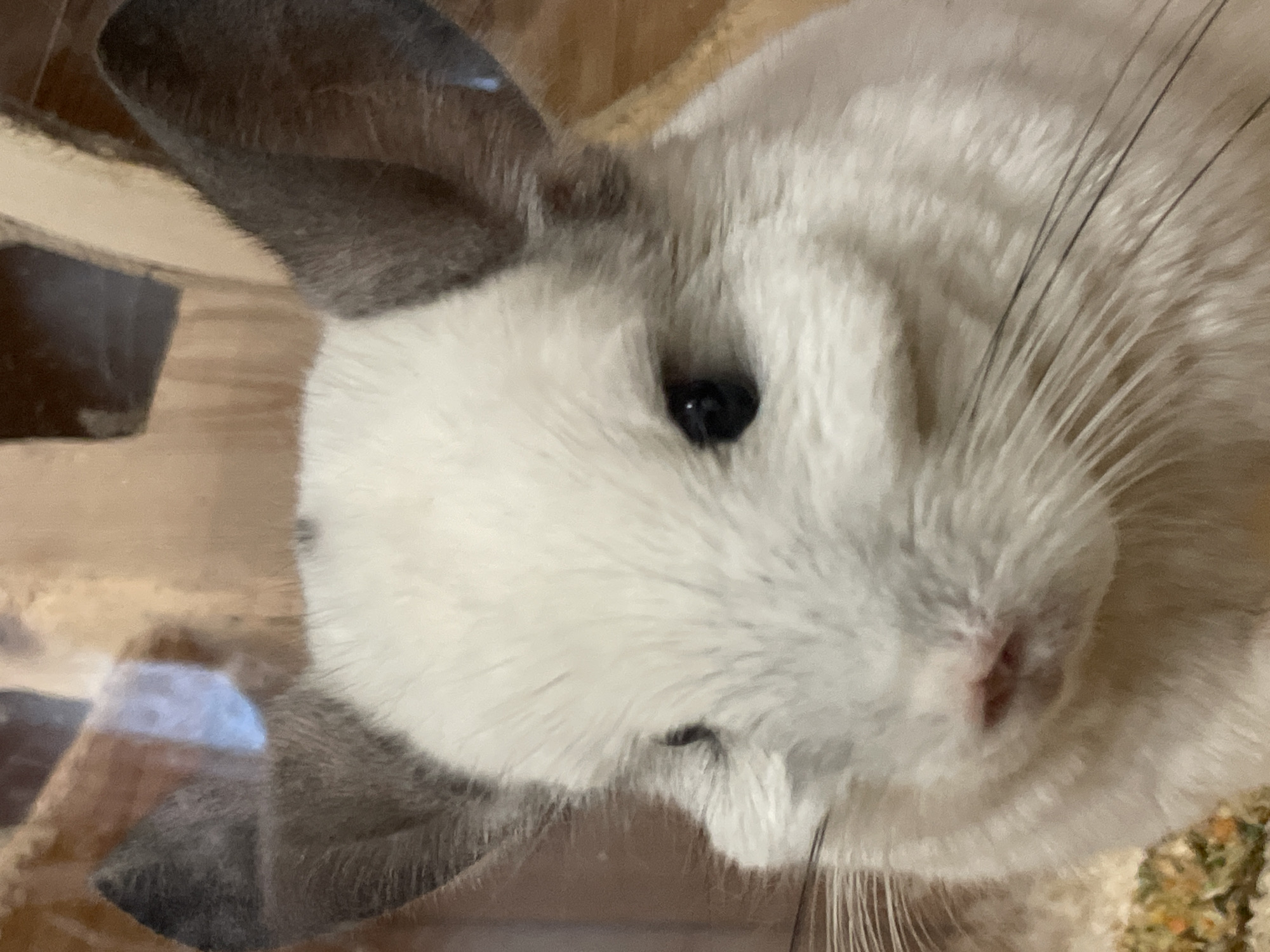 A close-up, eye-level, medium shot shows the face of a white chinchilla with large, dark eyes and prominent ears. The chinchilla is facing slightly to the left, with its whiskers extending forward. The background is blurry, with hints of wooden structures and a reflection on glass, suggesting an indoor environment such as a zoo or a pet enclosure. The lighting is soft and natural, highlighting the chinchilla's fur. No specific details place this image in Khimki, Russia.