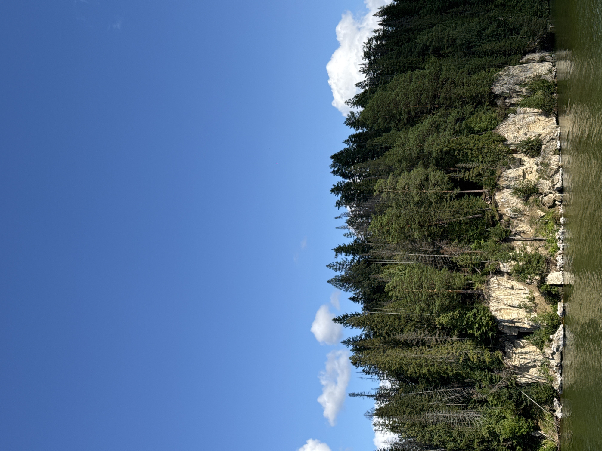 This is a horizontal, eye-level, medium shot of a forested cliff face overlooking a body of water. The sky is a clear, bright blue with a few scattered white clouds in the upper left and right corners. The cliff is made of light-colored rock and is covered in dense green trees, primarily coniferous. The water in the foreground is a muted green and appears calm. The scene is consistent with the natural landscape of Gora (Khokhlovskoe S/P), Russia. There are no people or man-made structures visible in the image.