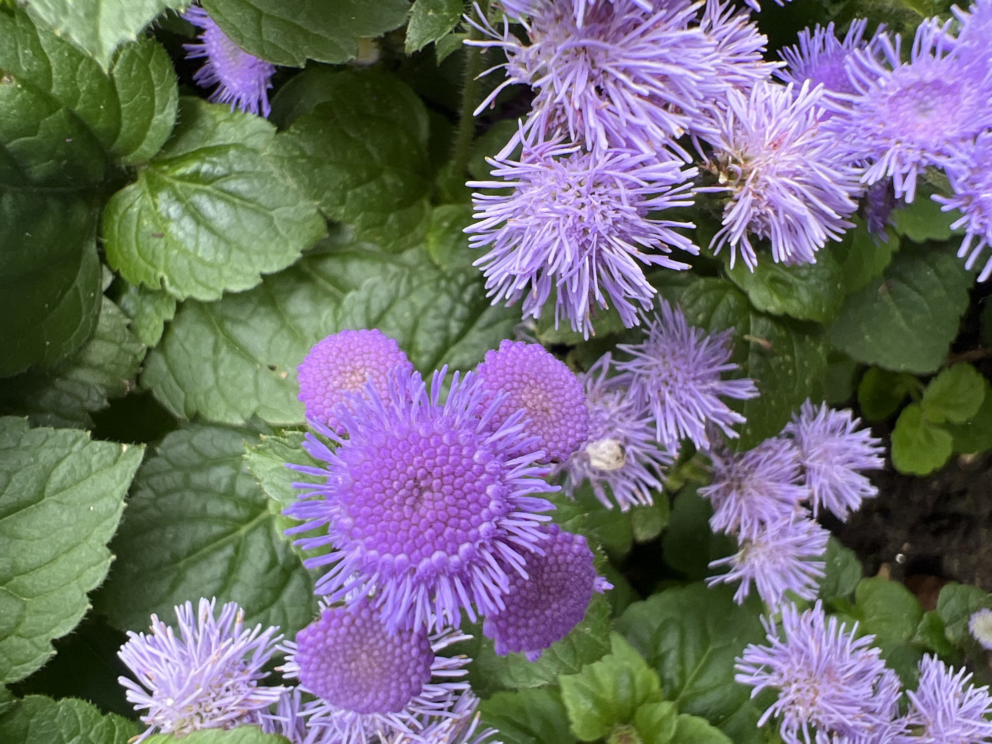 The image displays a close-up view of several clusters of purple flowers, specifically Ageratum flowers, interspersed with vibrant green leaves. The flowers are in various stages of bloom, with some appearing as dense, fluffy pom-poms and others with more delicate, spiky petals. The background consists of the lush foliage, creating a naturalistic garden setting. The lighting suggests it is daytime, casting soft shadows. There is no indication of any specific location in Moscow, Russia, nor are there any people, objects, or actions present to suggest a forensic context. The scene is purely botanical.