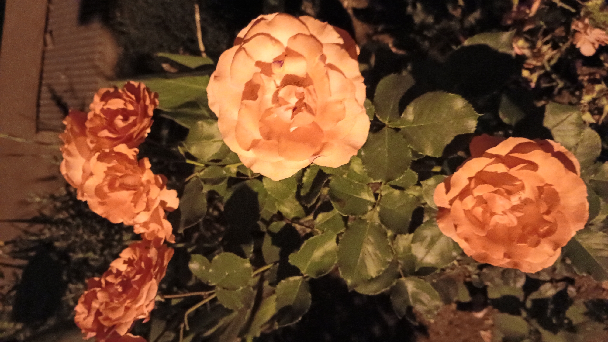 The image shows a close-up, vertical shot of several orange roses with green leaves. The lighting suggests it is nighttime or dusk, with artificial light illuminating the flowers. In the background, a dark, blurred area appears to be foliage or landscaping. Further back, a wooden fence or structure is visible. The overall setting is outdoors, likely a garden or park. The location is identified as Sokolov, Czechia.
