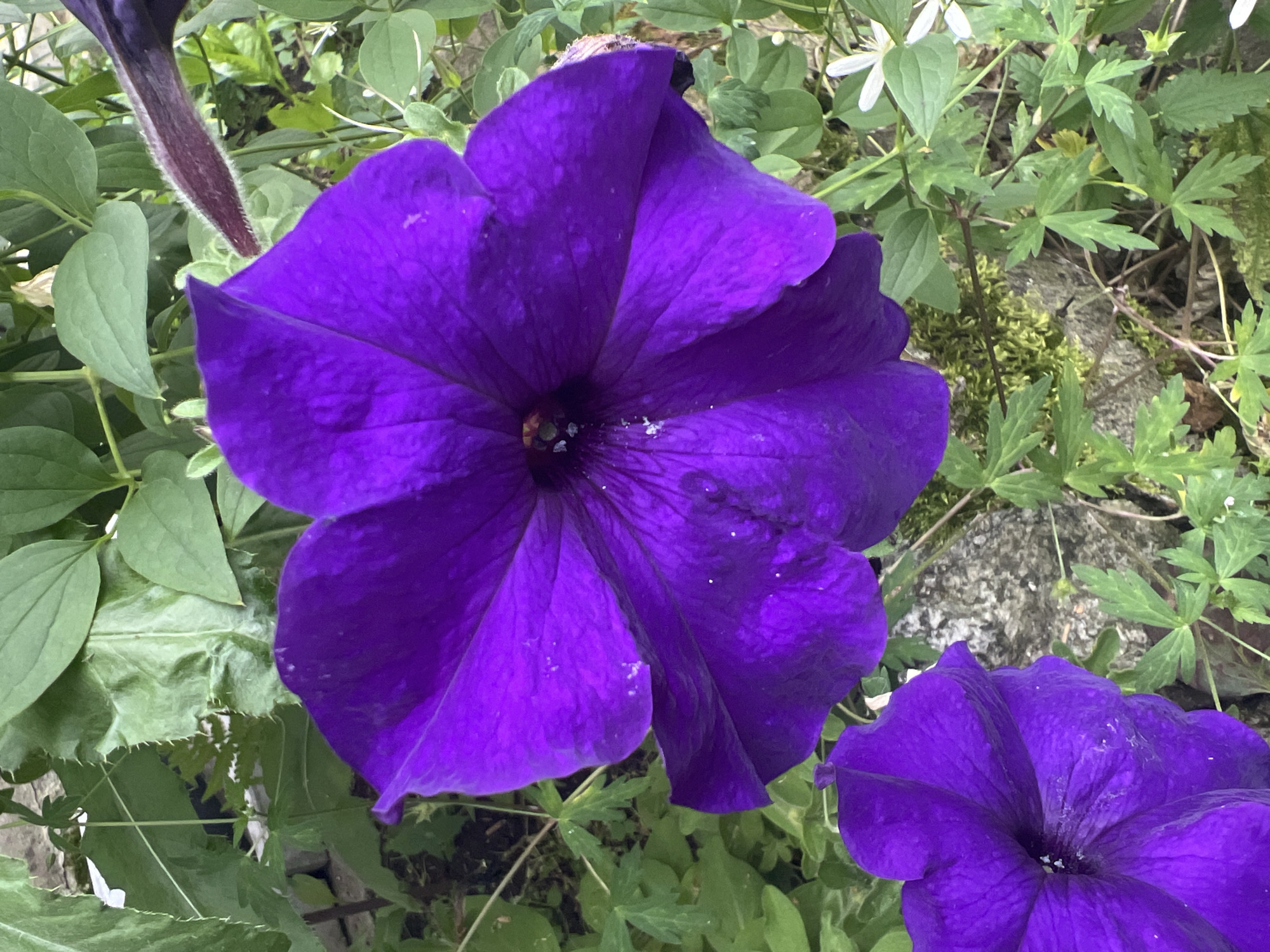 A close-up, eye-level shot captures a vibrant purple petunia flower in full bloom, dominating the center of the frame. The flower's petals are intricately veined and slightly ruffled, with a dark, almost black center. To the left and slightly below, another purple petunia is partially visible. The background is a lush tapestry of green foliage, with various leaf shapes and textures. Hints of a rough, moss-covered stone are visible amongst the plants, suggesting an outdoor, garden setting, possibly in Poletaevo, Russia. No people are present in the image.