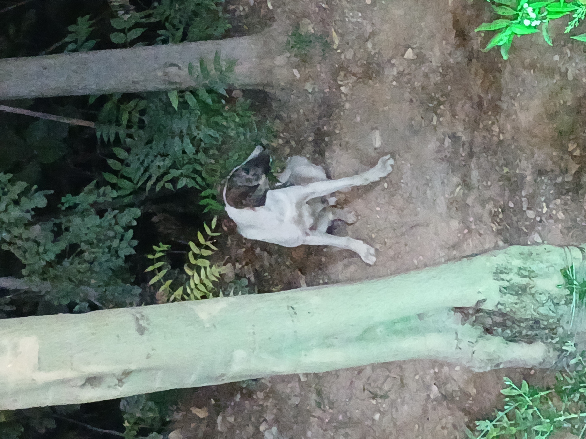 In the city of Dummar Municipality, Syria, a dog is pictured sitting on the ground amidst trees and foliage. The dog has a white body with brown markings on its head and back. It is facing towards the right of the frame, with its head turned slightly to the left. The ground is covered in dirt and small stones. Two large trees are visible in the foreground, one on the left and another on the right. The background consists of dense green leaves and darker shadows, suggesting an outdoor, possibly wooded, environment. The lighting appears to be dim, indicating it might be dusk or an overcast day.