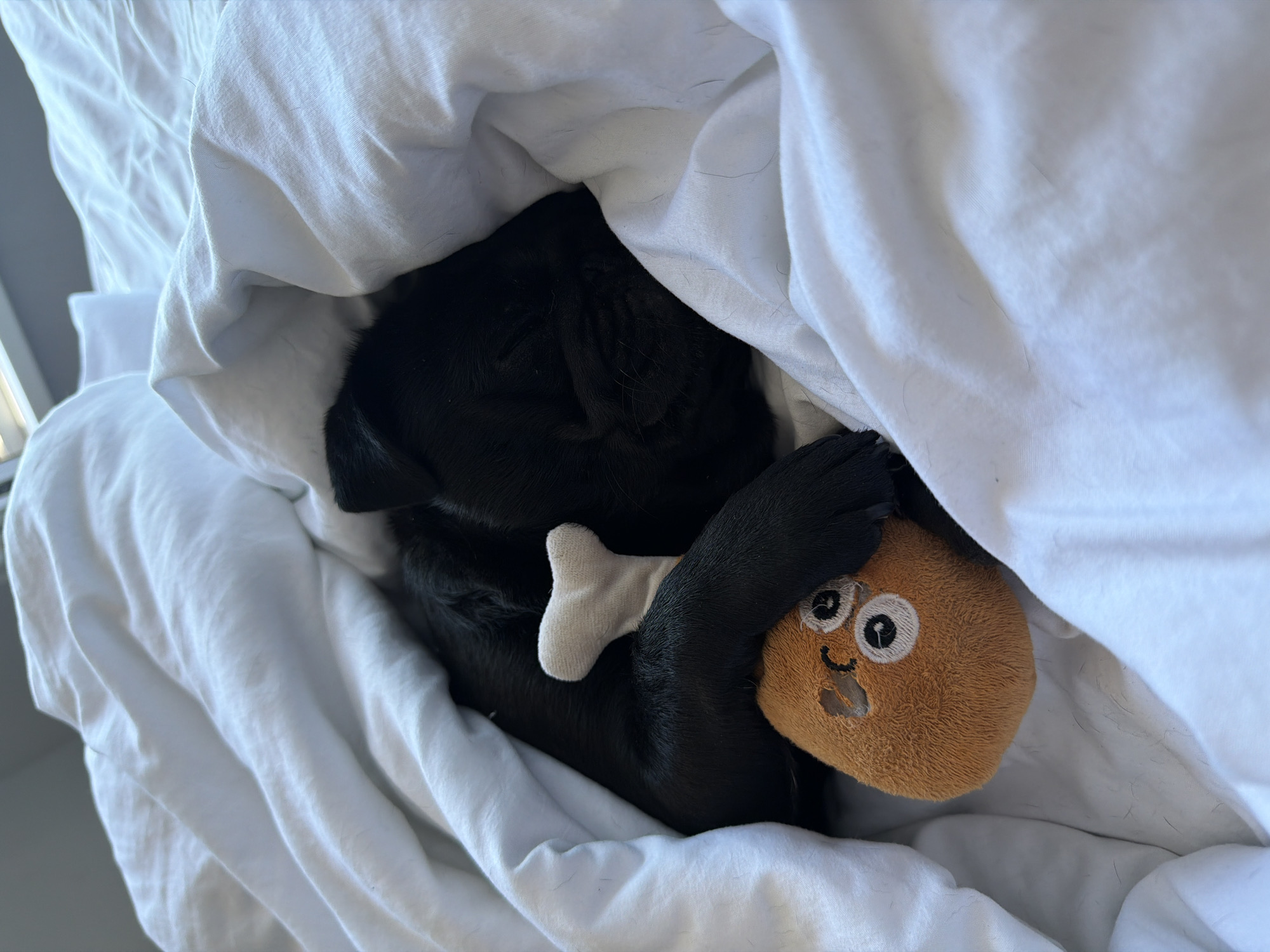 A black puppy is sleeping soundly under a white comforter. The puppy is curled up, with its head tucked into its body. A small, light-colored bone-shaped toy is resting on the puppy's back, and an orange plush toy with wide eyes and a stitched mouth is tucked under its paw. The scene appears to be a bedroom. There is no information or visual cues to place this image in Sirius, Russia.