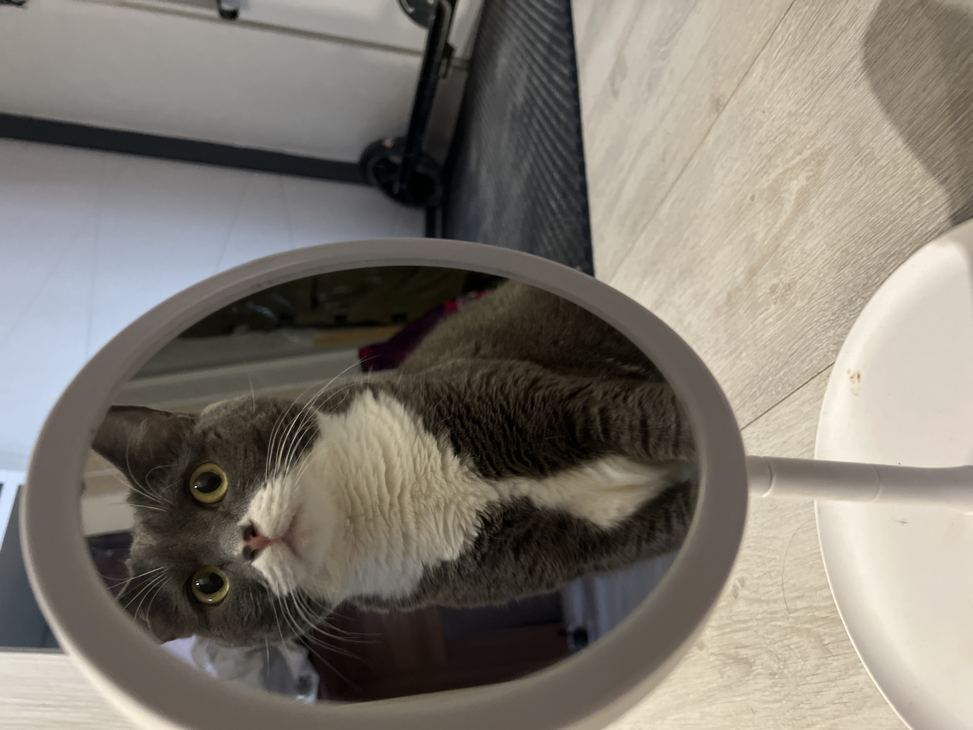 A gray and white cat is peering inquisitively into a round, white-framed mirror. The mirror is standing on a white base on a light-colored, wood-look floor. In the background, out of focus, there's a rolling suitcase and a neutral-colored wall. The scene appears to be indoors, possibly in a home. There's no information to suggest the location is in Tyumen, Russia.