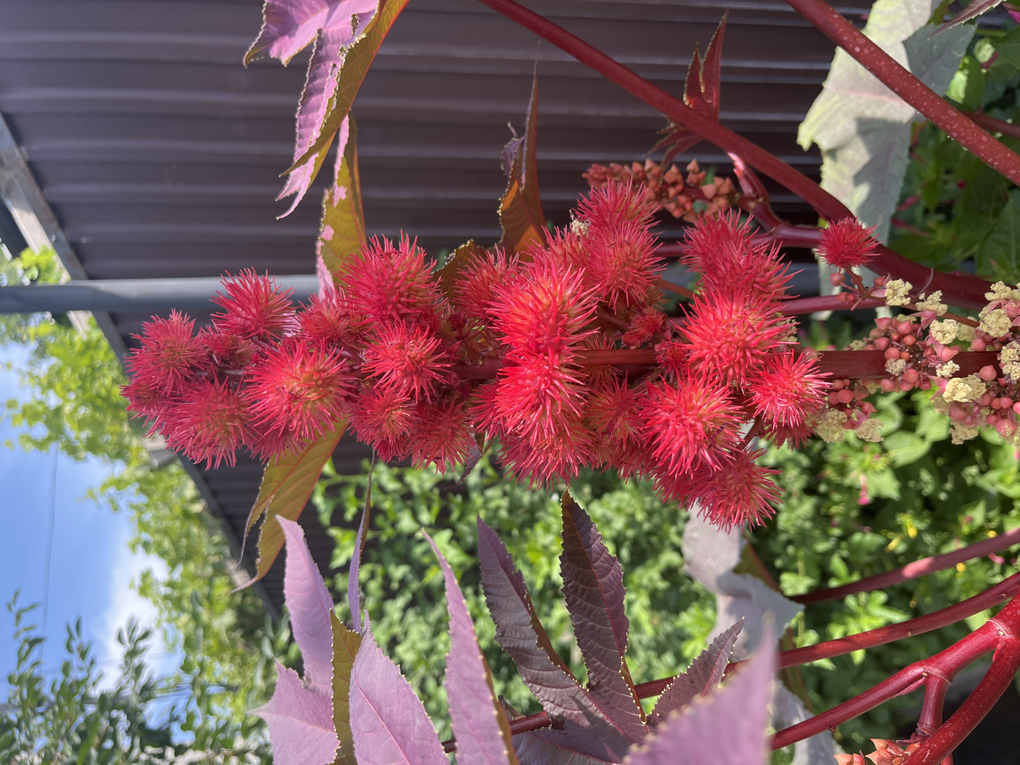 A close-up, eye-level shot captures the vibrant, spiky red seed pods of a castor bean plant (Ricinus communis). The plant's deep red stem and serrated, purplish leaves are prominent in the foreground. In the background, out of focus, is a brown wooden fence and lush green foliage, suggesting an outdoor setting, possibly a garden or park. The sky above is a bright blue with scattered white clouds. There are no people or animals visible in the image. The scene is well-lit, indicating it was taken during daylight hours. The location is identified as Shymkent, Kazakhstan.